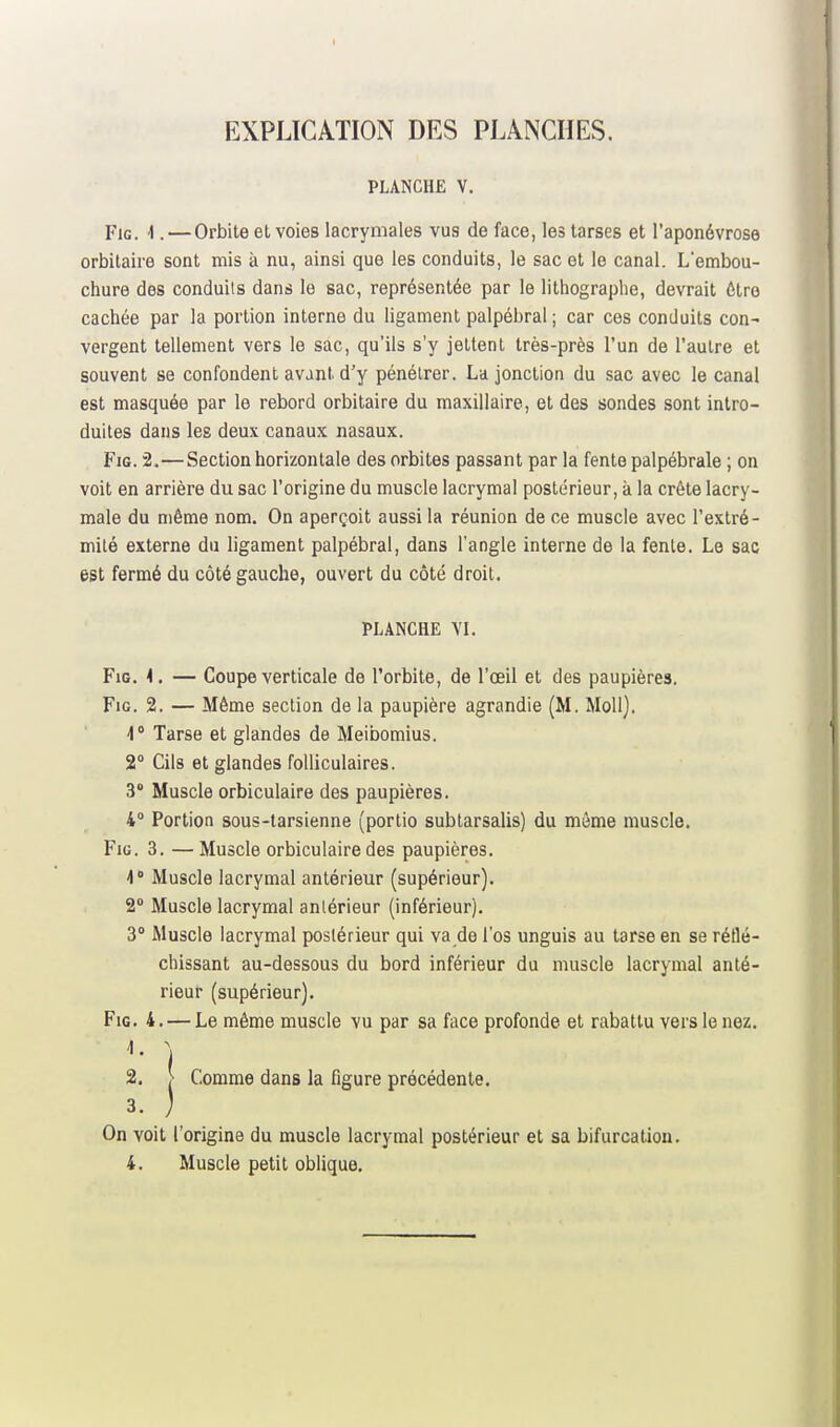 EXPLICATION DES PLANCHES. PLANCHE V. FiG. 1. — Orbite et voies lacrymales vus de face, les tarses et l'aponévrose orbilaire sont mis à nu, ainsi que les conduits, le sac et le canal. L'embou- chure des conduits dans le sac, représentée par le lithographe, devrait être cachée par la portion interne du ligament palpébral ; car ces conduits con- vergent tellement vers le sac, qu'ils s'y jettent très-près l'un de l'autre et souvent se confondent avant d'y pénétrer. La jonction du sac avec le canal est masquée par le rebord orbitaire du maxillaire, et des sondes sont intro- duites dans les deux canaux nasaux. FiG. 2.—Section horizontale des orbites passant par la fente palpébrale ; on voit en arrière du sac l'origine du muscle lacrymal postérieur, à la crête lacry- male du même nom. On aperçoit aussi la réunion de ce muscle avec l'extré- mité externe du ligament palpébral, dans l'angle interne de la fente. Le sac est fermé du côté gauche, ouvert du côté droit. FiG. 4. — Coupe verticale de l'orbite, de l'œil et des paupières. FiG. 2. — Même section de la paupière agrandie (M. Mol!]. 1° Tarse et glandes de Meibomius. 2° Cils et glandes folliculaires. 3* Muscle orbiculaire des paupières. 4 Portion sous-tarsienne (portio subtarsalis) du môme muscle. FiG. 3. — Muscle orbiculaire des paupières. 4° Muscle lacrymal antérieur (supérieur). 2° Muscle lacrymal antérieur (inférieur). 3° Muscle lacrymal postérieur qui va de l'os unguis au tarse en se réflé- chissant au-dessous du bord inférieur du muscle lacrymal anté- rieur (supérieur). FiG. 4. — Le même muscle vu par sa face profonde et rabattu vers le nez. On voit l'origine du muscle lacrymal postérieur et sa bifurcation. 4. Muscle petit oblique. PLANCHE YI. 4.