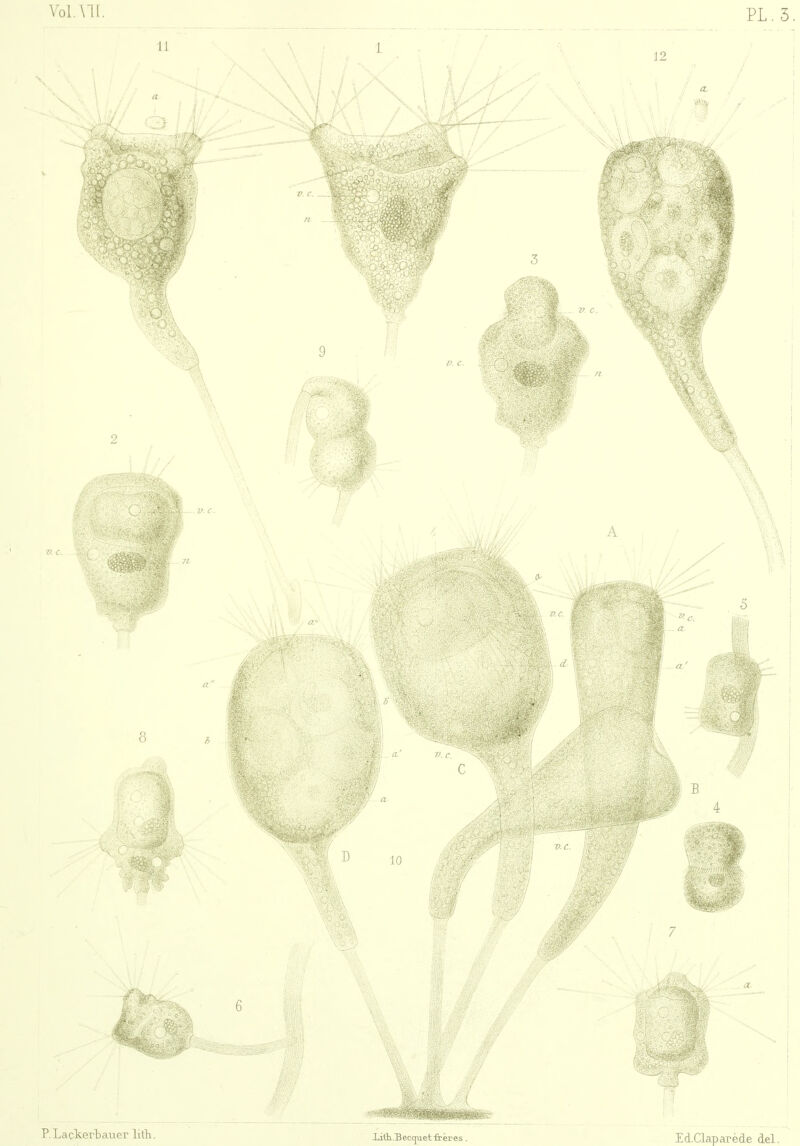 Vol.AU PL. 3. P. L&çterl) ciller llth. Lith..B eccju. et frères . Pd.Clcipcirède del.