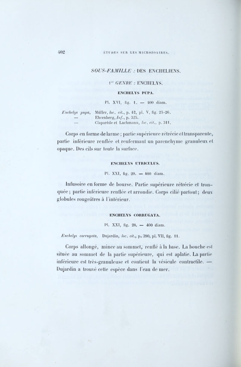 SOUS-FAMILLE : DES ENCHELIENS. 1er GENRE : ENCHELYS. ENCHELYS PUPA. PI. XYI, fig. 1. — 400 diam. Enchelys pupa, Muller, loc. cït., p. 45, pl. Y, fig. 25-26. — Ehrenberg, Inf., p. 325. — Claparède et Lachmann, loc. cit., p. 311. Corps en forme de larme ; partie supérieure rétrécie et transparente, partie inférieure renflée et renfermant un parenchyme granuleux el opaque. Des cils sur toute la surface. ENCHELYS UTRICULUS. PI. XXI, fig. 20. — 400 diam. Infusoire en forme de bourse. Partie supérieure rétrécie et tron- quée ; partie inférieure renflée et arrondie. Corps cilié partout; deux globules rougeâtres à l’intérieur. ENCHELYS OORRUGATA. PI. XXI, fig. 28. — 400 diam. Enchelys corrugata, Dujardin, loc. cit., p. 390, pl. VII, fig. II. Corps allongé, mince au sommet, renflé à la base. La bouche est située au sommet de la partie supérieure, qui est aplatie. La partie inférieure est très-granuleuse et contient la vésicule contractile. — Dujardin a trouvé cette espèce dans l'eau de mer.