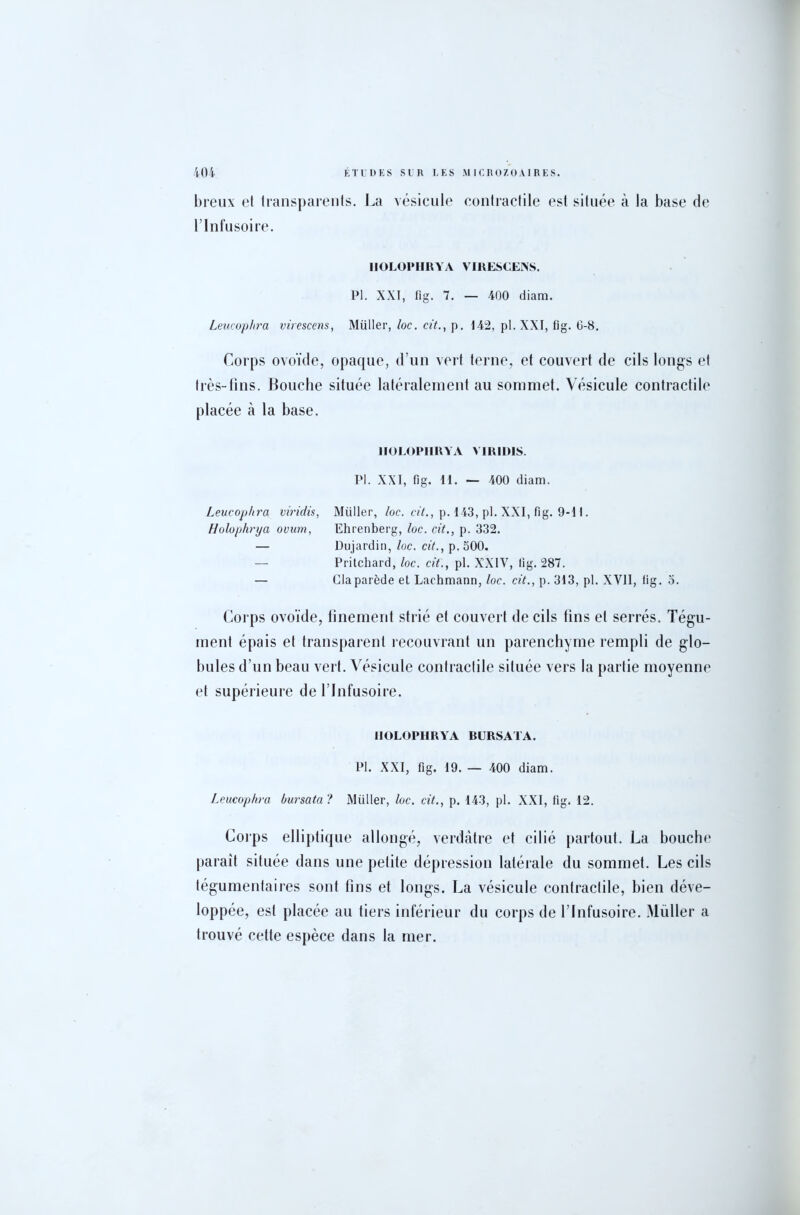 breux el transparents. La vésicule contractile est située à la base de l’Infusoire. IIOLOPHRYA VIRESCENS. PI. XXI, fig. 7. — 400 diam. Leucophra virescens, Müller, loc. cit., p. 142, pl. XXI, fig. 0-8. Corps ovoïde, opaque, d’un vert terne, et couvert de cils longs et très-lins. Bouche située latéralement au sommet. Vésicule contractile placée à la base. IIOLOPHRYA VIR1DIS. Pl. XXI, fig. 11. — 400 diam. Leucophra viridis, Müller, loc. cit., p. 143, pl. XXI, fig. 9-1 I. Holophrya ovum, Ehrenberg, loc. cit., p. 332. — Dujardin, loc. cit., p. 500. — Pritchard, loc. cit., pl. XXIV, fig. 287. — Claparède et Lachmann, loc. cit., p. 313, pl. XVII, iig. o. Corps ovoïde, finement strié et couvert de cils tins et serrés. Tégu- ment épais et transparent recouvrant un parenchyme rempli de glo- bules d’un beau vert. Vésicule contractile située vers la partie moyenne et supérieure de l’Infusoire. IIOLOPHRYA BURSATA. Pl. XXI, fig. 19. — 400 diam. Leucophra bursata ? Müller, loc. cit., p. 143, pl. XXI, iig. 12. Corps elliptique allongé, verdâtre et cilié partout. La bouche paraît située dans une petite dépression latérale du sommet. Les cils tégumentaires sont fins et longs. La vésicule contractile, bien déve- loppée, est placée au tiers inférieur du corps de l’Infusoire. Müller a trouvé cette espèce dans la mer.