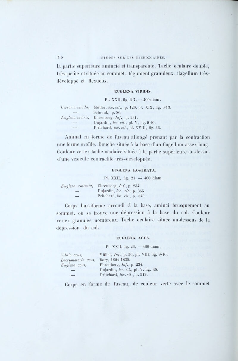 la partie supérieure amincie et transparente. Tache oculaire double, très-petite et située au sommet; tégument granuleux, flagellum très— développé et flexueux. EÜGLE1NA VIRIDIS. PI. XXII, fig. G-7. — 400diam. Cercaria viridis, Millier, loc. cit., p. 126, pl. XIX, fig. 6-13. — Schrank, p. 80. Euglena vidiris, Ehrenberg, Inf., p. 231. — Dujardin, loc. cit., pl. Y, fig. 9-10. — Pritchard, loc. cit,, pl. XVIII, fig. 46. Animal en forme de fuseau allongé prenant par la contraction une forme ovoïde. Bouche située à la base d’un flagellum assez long. Couleur verte; tache oculaire située à la partie supérieure au-dessus d’une vésicule contractile très-développée. EUGLENA ROSTRATA. Pl. XXII, fig. 21. — 400 diam. Euglena rostrata, Ehrenberg, Inf., p. 234. — Dujardin, loc. cit., p. 365. — Pritchard, loc. cit.., p. 513. Corps bursiforme arrondi à la hase, aminci brusquement au sommet, où se trouve une dépression à la base du col. Couleur verte; granules nombreux. Tache oculaire située au-dessous de la dépression du col. EUGLENA ACUS. Pl. XXII, fig. 26. — 400 diam. Vibrio actes, Müller, Inf., p. 56, pl. VIII, fig. 9-10. Lacrymatoria acus, Bory, 1824-1830. Euglena acus, Ehrenberg, Inf., p. 234. — Dujardin, loc. cit., pl. V, fig. 18. — Pritchard, loc. cit., p. 543. Corps en forme de fuseau, de couleur verte avec le sommet