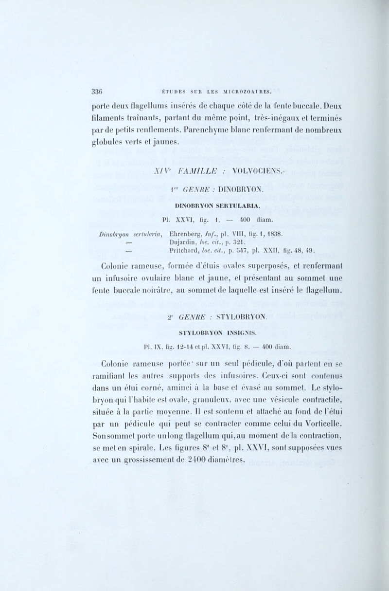 porte deux flagellums insérés de chaque côté de la fente buccale. Deux filaments traînants, partant du même point, très- inégaux et terminés par de petits rendements. Parenchyme blanc renfermant de nombreux globules verts et jaunes. XIV FAMILLE : VOLYOCIENS.- Ier GENRE : D1NOBRYON. DINOBRYON SERTULARIA. P). XXVI, fig. 4. — 400 diam. Dinobryon sertularia, Ehrenberg, Inf., pi. VIII, fig. i, 4838. — Dujardin, /oc. cit., p. 324. — Pritchard, loc. cit., p. 547, pl. XXII, fig. 48, 49. Colonie rameuse, formée d’étuis ovales superposés, et renfermant un infusoire ovulaire blanc et jaune, et présentant au sommet une fente buccale noirâtre, au sommet de laquelle est inséré le flagellum. 2e GENRE : STYLOBRYON. STYLOBRYON INSIGNIS. Pl. IX. fig. 42-14 et pl. XXVI, lig. 8. — 400 diam. Colonie rameuse portée* sur un seul pédicule, d’où partent en se ramifiant les autres supports des infusoires. Ceux-ci sont contenus dans un étui corné, aminci à la base et évasé au sommet. Le stylo— bryon qui l’habite est ovale, granuleux, avec une vésicule contractile, située à la partie moyenne. Il est soutenu et attaché au fond de l’étui par un pédicule qui peut se contracter comme celui du Vorticelle. Sonsommet porte un long dagellum qui, au moment de la contraction, se met en spirale. Les figures 8d et 8e, pl. XXVI, sont supposées vues avec un grossissement de 2400 diamètres.