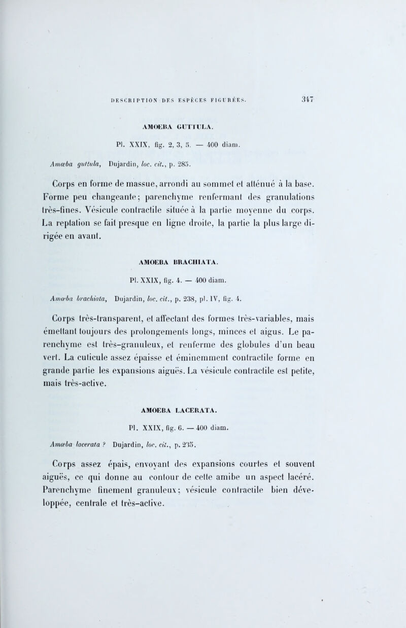 AMOK15A GUTTULA. PI. XXIX, fig. 2, 3, B. — 400 diam. Amœba guttula, Dujardin, loc. cit., p. 28o. Corps en forme de massue, arrondi au sommet et atténué à la base. Forme peu changeante; parenchyme renfermant des granulations très-fines. Vésicule contractile située à la partie moyenne du corps. La reptation se fait presque en ligne droite, la partie la plus large di- rigée en avant. AMOEBA BRACHIATA. PL XXIX, fig. 4. — 400 diam. Amœba brachiata, Dujardin, loc. cit., p. 238, pl. IV, fig. 4. Corps très-transparent, et affectant des formes très-variables, mais émettant toujours des prolongements longs, minces et aigus. Le pa- renchyme est très-granuleux, et renferme des globules d’un beau vert. La cuticule assez épaisse et éminemment contractile forme en grande par tie les expansions aiguës. La vésicule contractile est petite, mais très-active. AMOEBA LACERATA. Pl. XXIX, fig. 6. — 400 diam. Amœba lacerata ? Dujardin, loc. cit., p. 2‘in. Corps assez épais, envoyant des expansions courtes et souvent aiguës, ce qui donne au contour de cette amibe un aspect lacéré. Parenchyme finement granuleux; vésicule contractile bien déve- loppée, centrale et très-active.