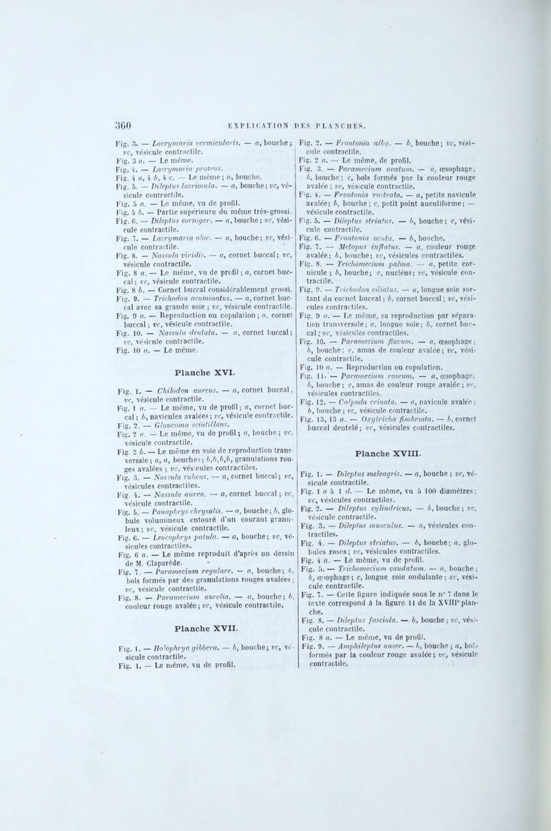 Fig. 3. — Lacrymaria vermicularis. — a, bouclie ; vc, vésicule contractile. Fig. 3 o. — Le même. Fig. 4. — Lacrymaria proteus. Fig. 4 a, 4 6, 4 e. — Le même ; fl, bouche. Fig. 5. — Dileptus lacrimula. — fl, bouche; vc, vé- sicule contractile. Fig. 5 fl. — Le même, vu de profil. Fig. 5 6. — Partie supérieure du même trôs-grossi. Fig. c. — Dileptus corniger. — a, bouche; vc, vési- cule contractile. Fig. 7. — Lacrymaria olor. — a, bouche; vc, vési- cule contractile. Fig. 8. — Nassula viridis. — a, cornet buccal ; vc, vésicule contractile. Fig. 8 a. — Le même, vu de profil ; a, cornet buc- cal; vc, vésicule contractile. Fig. 8 6. — Cornet buccal considérablement grossi. Fig. 9. — Trichodon acuminatus. — a, cornet buc- cal avec sa grande soie ; vc, vésicule contractile. Fig. 9 a. — Reproduction ou copulation ; a, cornet buccal; tic, vésicule contractile. Fig. 10. — Nassula dentata. — a, cornet buccal; vc, vésicule contractile. Fig. 10 «. — Le même. Planche XVI. Fig. l. — Chilodon aureus. — a, cornet buccal, vc, vésicule contractile. Fig. 1 a. — Le même, vu de profil; a, cornet buc- cal ; 6, navicules avalées ; vc, vésicule contractile. p'ig, 2. — Glaucoma scintillans. Fig. 2 a. — Le même, vu de profil; a, bouche; tic, vésicule contractile. Fjg. 2 6. — Le même en voie de reproduction trans- versale; a, a, bouches; b,b,b,b, granulations rou- ges avalées ; vc, vésicules contractiles. Fig. 3. — Nassula rubens. — a, cornet buccal; vc, vésicules contractiles. Fig. 4. — Nassula aurea. — a, cornet buccal ; vc, vésicule contractile. Fig. 5. — Panaphrys chrysalis. — fl, bouche; 6, glo- bule volumineux entouré d’un courant granu- leux; vc, vésicule contractile. Fig. 6. — Leucophrys patula. — a, bouche ; vc, vé- sicules contractiles. Fig. g a. — Le même reproduit d’après un dessin de M. Claparède. Fig. 7, — Paramecium regulare. — a, bouche; 6, bols formés par des granulations rouges avalées ; tic, vésicule contractile. p’jg. 8. _ Paramecium aurelia. — a, bouche; 6, couleur rouge avalée; tic, vésicule contractile. Planche XVII. Fig. 1. — Holophrya gibbera, — 6, bouche; tic, vé- sicule contractile. Fig. i. — Le même, vu de profil. Fig. 2. — Frontonia alla. — 6, bouche; vc, vési- cule contractile. Fig. 2 a. — Le même, de profil. Fig. 3. — Paramecium ovatum. — a, œsophage; 6, bouche ; c, bols formés par la couleur rouge avalée ; tic, vésicule contractile. F'g. 4. — Frontonia rostrata, — a, petite navicule avalée; 6, bouche; c, petit point auculiforme; — vésicule contractile. Fig. 5. — Dileptus striatus. — b, bouche; c, vési- cule contractile. Fig. 6. — Frontonia acuta. — 6, bouche. Fig. 7. — Metopus inflatus. — a, couleur rouge avalée; 6, bouche; rc, vésicules contractiles. Fig. 8. — Trichomecium palma. — fl, petite cor- nicule ; 6, bouche; e, nucléus; tic, vésicule con- tractile. Fig. 9. — Trichodon ciliatus. — a, longue soie sor- tant du cornet buccal ; 6, cornet buccal ; tic, vési- cules contractiles. Fig. 9 fl. — Le même, sa reproduction par sépara- tion transversale; a, longue soie; 6, cornet buc- cal; tic, vésicules contractiles. Fig. 10. — Paramecium flavum. — a, œsophage ; b, bouche; c, amas de couleur avalée; vc, vési- cule contractile. Fig. 10 a. — Reproduction ou copulation. Fig. 11. — Paramecium roseum. — a, œsophage; 6, bouche ; c, amas de couleur rouge avalée ; vc, vésicules contractiles. Fig. 12. — Colpoda crinata. — a, navicule avalée; 6, bouche ; tic, vésicule contractile. Fig. 13, 13 fl. — Oxytricha fimbriata. — 6, cornet buccal dentelé; tic, vésicules contractiles. Planche XVIII. Fig. 1. — Dileptus meleagris. — a, bouche ; tic, vé- sicule contractile. Fig. 1 « à 1 d. — Le môme, vu à 100 diamètres; vc, vésicules contractiles. Fig. 2. — Dileptus cylindricus. — 6, bouche ; vc, vésicule contractile. Fig. 3, — Dileptus musculus. — a, vésicules con- tractiles. Fig. 4. — Dileptus striatus. — 6, bouche; a, glo- bules roses; vc, vésicules contractiles. Fig. 4 fl. — Le même, vu de profil. Fig. 5. — Trichomecium caudatum. — a, bouche ; 6, œsophage; c, longue soie ondulante; vc, vési- cule contractile. Fig. 7. — Celte figure indiquée sous le n° 7 dans le texte correspond à la figure il de la XVIIIeplan- che. Fig. 8. — Dileptus fasciola. — 6, bouche; vc, vési- cule contractile. Fig. 8 a. — Le même, vu de profil. Fig. 9. — Amphilcplus anser. — 6, bouche ; a, bols formés par la couleur rouge avalée ; vc, vésicule contractile.