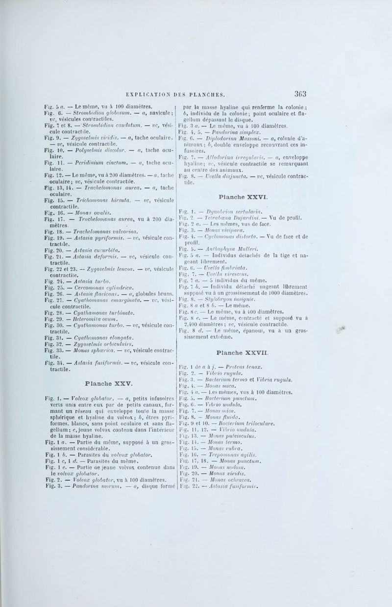 Fig. 5 n. — Le même, vu à 100 diamètres. Fig. 6. — Strombiclion g/obosum. — a, navicule; vc, vésicules coniractiles. Fig. 7 et 8. — Strombiclion caudotum. — vc, vési- cule contractile. Fig. 9. — Zggoselmis viridis. — a, tache oculaire. — vc, vésicule contractile. Fig. 10. — Polyselmis cliscolor. — a, tache ocu- laire. Fig. 11. — Peridinium cinctum. — a, tache ocu- laire. Fig. 12. — Le même, vu à 200 diamètres—a, tache oculaire; vc, vésicule contractile. Fig. 13, 14. — Trachelomonas aurea. — a, tache oculaire. Fig. 15. — Trichomonas hirsuta. — vc, vésicule contractile. Fig. 16. — Monas ovalis. Fig. 17. — Truchelomcnas aurea, vu à 200 dia- mètres. Fig. 18. — Trachelomonas valvorina. Fig. 19. — Astasia pyriformis. — vc, vésicule con- tractile. Fig. 20. — Astasia cucurbita. Fig. 21. —Astasia deformis. — vc, vésicule con- tractile. Fig. 22 et 23. — Zggoselmis leucoa. — vc, vésicule contractile. Fig. 24. — Astasia turbo. Fig. 25. — Cercomonas cylindrica. Fig. 2G. — Astasia flavicans. — a, globules bruns. Fig. 27. — Cyathomanas emarginata. — vc, vési- cule contractile. Fig. 28. — Cyathamonas turbinata. Fig. 29. — Ilcteromila ovum. Fig. 30. — Cyathomonas turbo. — vc, vésicule con- tractile. Fig. 31. — Cyathomonas elongata. Fig. 32. — Zggoselmis orbiculairs. Fig. 33. — Monas sphœrica. — vc, vésicule contrac- tile. ! Fig. 34. — Astasia fusiformis. — vc, vésicule con- tractile. Planche XXV. Fig. 1. — Volvox globator. — a, petits infusoires verts unis entre eux par de petits canaux, for- mant un réseau qui enveloppe toute la masse sphérique et hyaline du volvox ; b, êtres pyri- formes, blancs, sans point oculaire et sans 11a- gellum; c, jeune volvox contenu dans l’intérieur de la masse hyaline. Fig. 1 a. — Partie du même, supposé à un gros- sissement considérable. Fig. 15. — Parasites du volvox globator. Fig. 1 c, 1 d. — Parasites du même. Fig. le. — Partie ne jeune volvox contenue dans le volvox globator. Fig. 2. — Volvox globator, vu à 100 diamètres. Fig. 3. — Pandorina morum. — a, disque formé I par la masse hyaline qui renferme la colonie.; | b, individu de la colonie; point oculaire et fla- j gellum dépassant le disque. Fig. 3 a. — Le même, vu à 100 diamètres. Fig. 4, 5. — Pandorina simplex. Fig. G. — Diplodorina Massoni. — a, colonie d’a- nimaux; b, double enveloppe recouvrant ces in- fusoires. Fig. 7. — Allodorina irregularis. — a, enveloppe hyaline; vc, vésicule contractile se remarquant au centre des animaux. Fig. 8, — Uvella disjuncta. — vc, vésicule contrac- tile. Planche XXVI. Fig. 1. — Dynobrion sertularia. Fig. 2. — Tetrabœna Dujardini.— Vu de profil. Fig. 2 a. — Les mêmes, vus de face. Fig. 3. — Monas vivipara. Fig. 4. — Cyclomonas distorta. — Vu de face et de profil. Fig. 5. — Anthophysa Mulleri. Fig. 5 a. — Individus détachés de la tige et na- geant librement. Fig. G. — Uvella fimbriata. Fig. 7. — Uvella virescens. Fig. 7 a. — 5 individus du même. Fig. 7 b. — Individu détaché nageant librement supposé vu à un grossissement de 1000 diamètres. Fig. 8. —- Stylobryon insignis. Fig. 8 a et 8 b. — Le même. Fig. 8 c. — Le même, vu à 400 diamètres. Fig. 8 e. — Le même, contracté et supposé vu à 2,400 diamètres; vc, vésicule contractile. Fig. 8 d. — Le même, épanoui, vu â un gros- sissement extrême. Planche XXVII. Fig. 1 de a à — Proteus tenax. Fig. 2. — Vibrio rugula. Fig. 3. — Bacterium terrno et Vibria rugula. Fig. 4. — Monas mica. Fig. 4 a. — Les mêmes, vus à 100 diamètres. Fig. 5. — Bacterium. punctum. Fig. G. — Vibrio undula. Fig. 7. — Monas mica. Fig. 8. — Monas fluida. Fig. 9 et 10. — Bacterium triloculare. Fig. Il, 12. — Vibrio undula. Fig. 13. — Monas pulvisculus. Fig. 14. — Monas terrno. Fig. 15. — Monas rubra. Fig. 16. — Trepomonas agilis. Fig. 17, 18. — Monas punctum. Fig. 19. — Monas nodosa. Fig. 20. — Monas viridis. Fig. 21. — Monas ochracea. Fig. 22. — Astasia fusiformis.