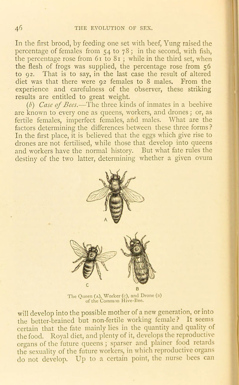 In the first brood, by feeding one set with beef, Yung raised the percentage of females from 54 to 78; in the second, with fish, the percentage rose from 61 to 81 ; while in the third set, when the flesh of frogs was supplied, the percentage rose from 56 to 92. That is to say, in the last case the result of altered diet was that there were 92 females to 8 males. From the experience and carefulness of the observer, these striking results are entitled to great weight. (b) Case of Bees.-—The three kinds of inmates in a beehive are known to every one as queens, workers, and drones; or, as fertile females, imperfect females, and males. What are the factors determining the differences between these three forms ? In the first place, it is believed that the eggs which give rise to drones are not fertilised, while those that develop into queens and workers have the normal history. But what fate rules the destiny of the two latter, determining whether a given ovum will develop into the possible mother of a new generation, or into the better-brained but non-fertile working female? It seems certain that the fate mainly lies in the quantity and quality of the food. Royal diet, and plenty of it, develops the reproductive organs of the future queens ; sparser and plainer food retards the sexuality of the future workers, in which reproductive organs do not develop. Up to a certain point, the nurse bees can The Queen (a), Worker (c), and Drone (n) of the Common Hive-Bee.