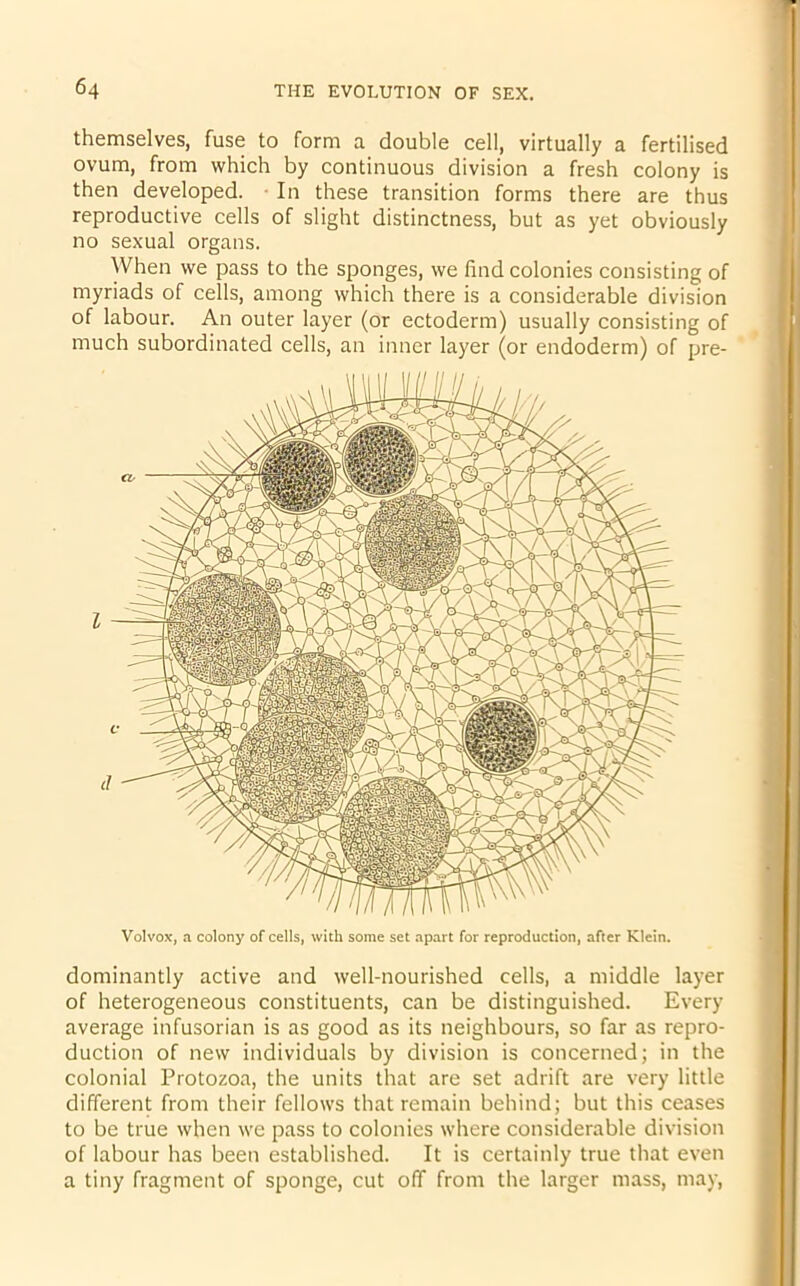 themselves, fuse to form a double cell, virtually a fertilised ovum, from which by continuous division a fresh colony is then developed. In these transition forms there are thus reproductive cells of slight distinctness, but as yet obviously no sexual organs. When we pass to the sponges, we find colonies consisting of myriads of cells, among which there is a considerable division of labour. An outer layer (or ectoderm) usually consisting of much subordinated cells, an inner layer (or endoderm) of pre- Volvox, a colony of cells, with some set apart for reproduction, after Klein. dominantly active and well-nourished cells, a middle layer of heterogeneous constituents, can be distinguished. Every average infusorian is as good as its neighbours, so far as repro- duction of new individuals by division is concerned; in the colonial Protozoa, the units that are set adrift are very little different from their fellows that remain behind; but this ceases to be true when we pass to colonies where considerable division of labour has been established. It is certainly true that even a tiny fragment of sponge, cut off from the larger mass, may,