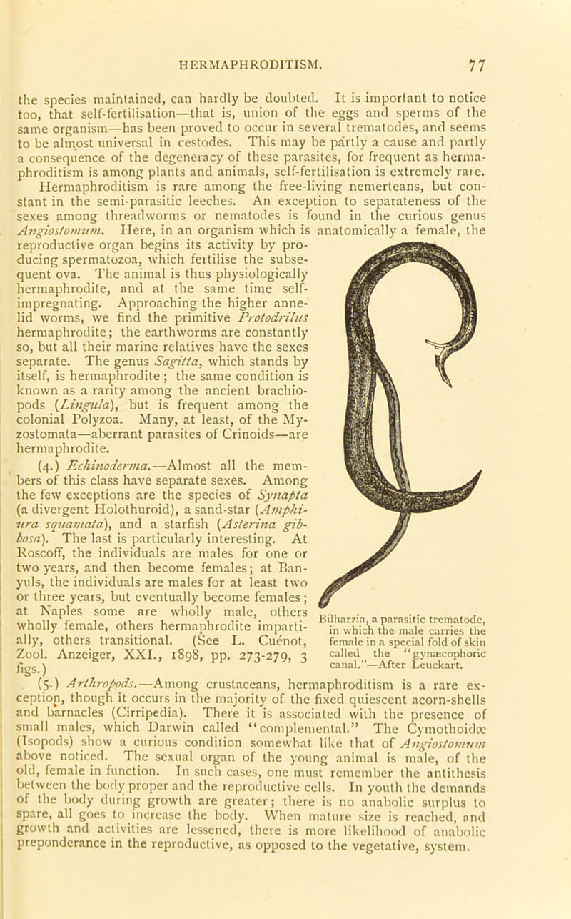 the species maintained, can hardly be doubted. It is important to notice too, that self-fertilisation—that is, union of the eggs and sperms of the same organism—has been proved to occur in several trematodes, and seems to be almost universal in cestodes. This may be partly a cause and partly a consequence of the degeneracy of these parasites, for frequent as herma- phroditism is among plants and animals, self-fertilisation is extremely rare. Hermaphroditism is rare among the free-living nemerteans, but con- stant in the semi-parasitic leeches. An exception to separateness of the sexes among threadworms or nematodes is found in the curious genus Angioslomum. Here, in an organism which is anatomically a female, the reproductive organ begins its activity by pro- ducing spermatozoa, which fertilise the subse- quent ova. The animal is thus physiologically hermaphrodite, and at the same time self- impregnating. Approaching the higher anne- lid worms, we find the primitive Protodrilus hermaphrodite; the earthworms are constantly so, but all their marine relatives have the sexes separate. The genus Sagitta, which stands by itself, is hermaphrodite ; the same condition is known as a rarity among the ancient brachio- pods [Lingula), but is frequent among the colonial Polyzoa. Many, at least, of the My- zostomata—aberrant parasites of Crinoids—are hermaphrodite. (4.) Echinoderma.—Almost all the mem- bers of this class have separate sexes. Among the few exceptions are the species of Synapta (a divergent Plolothuroid), a sand-star (Amphi- ura squamata), and a starfish (Asterina gib- bosa). The last is particularly interesting. At Roscoff, the individuals are males for one or two years, and then become females; at Ban- yuls, the individuals are males for at least two or three years, but eventually become females ; at Naples some are wholly male, others wholly female, others hermaphrodite imparti- ally, others transitional. (See L. Cuenot, Zool. Anzeiger, XXI., 1898, pp. 273-279, 3 1 figs.) (5-) Arthropods.—Among crustaceans, hermaphroditism is a rare ex- ception, though it occurs in the majority of the fixed quiescent acorn-shells and barnacles (Cirripedia). There it is associated with the presence of small males, which Darwin called “ complemental.” The Cymothoidre (Isopods) show a curious condition somewhat like that of Angioslomum above noticed. The sexual organ of the young animal is male, of the old, female in function. In such cases, one must remember the antithesis between the body proper and the reproductive cells. In youth the demands of the body during growth are greater; there is no anabolic surplus to spare, all goes to increase the body. When mature size is reached, and growth and activities are lessened, there is more likelihood of anabolic 1 preponderance in the reproductive, as opposed to the vegetative, system. Bilharzia, a parasitic trematocle, in which the male carries the female in a special fold of skin called the “ gynaecophoric canal.”—After Leuckart.