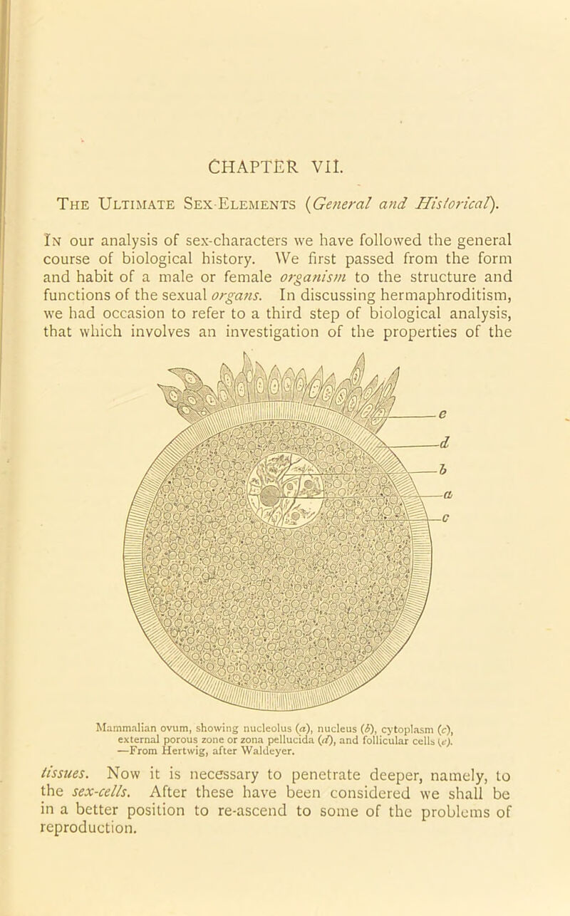 The Ultimate Sex Elements (General and Hislorical). In our analysis of sex-characters we have followed the general course of biological history. We first passed from the form and habit of a male or female organism to the structure and functions of the sexual organs. In discussing hermaphroditism, we had occasion to refer to a third step of biological analysis, that which involves an investigation of the properties of the Mammalian ovum, showing nucleolus (a), nucleus (i), cytoplasm (c), external porous zone or zona pellucida (if), and follicular cells {e). —From Hertwig, after Waldeyer. tissues. Now it is necessary to penetrate deeper, namely, to the sex-cells. After these have been considered we shall be in a better position to re-ascend to some of the problems of reproduction.