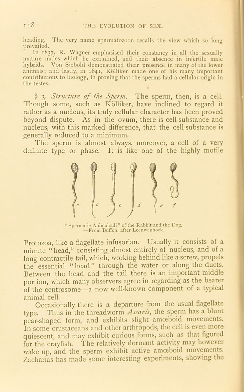 heading. The very name spermatozoon recalls the view which so long prevailed. In 1837, R. Wagner emphasised their constancy in all the sexually mature males which he examined, and their absence in infertile male hybrids. Von Siebold demonstrated their presence in many of the lower animals; and lastly, in 1841, Kolliker made one of his many important contributions to biology, in proving that the sperms had a cellular origin in the testes. § 3. Structure of the Sperm.—The sperm, then, is a cell. Though some, such as Kolliker, have inclined to regard it rather as a nucleus, its truly cellular character has been proved beyond dispute. As in the ovum, there is cell-substance and nucleus, with this marked difference, that the cell-substance is generally reduced to a minimum. The sperm is almost always, moreover, a cell of a very definite type or phase. It is like one of the highly motile “ Spermatic Animalculi ” of the Rabbit and the Dog. —From BufFon, after Leeuwenhoek. Protozoa, like a flagellate infusorian. Usually it consists of a minute “head,” consisting almost entirely of nucleus, and of a long contractile tail, which, working behind like a screw, propels the essential “head” through the water or along the ducts. Between the head and the tail there is an important middle portion, which many observers agree in regarding as the bearer of the centrosome—a now well-known component of a typical animal cell. Occasionally there is a departure from the usual flagellate type. Thus in the threadworm Ascaris, the sperm has a blunt pear-shaped form, and exhibits slight amreboid movements. In some crustaceans and other arthropods, the cell is even more quiescent, and may exhibit curious forms, such as that figured for the crayfish. The relatively dormant activity may however wake up, and the sperm exhibit active amoeboid movements. Zacharias has made some interesting experiments, showing the