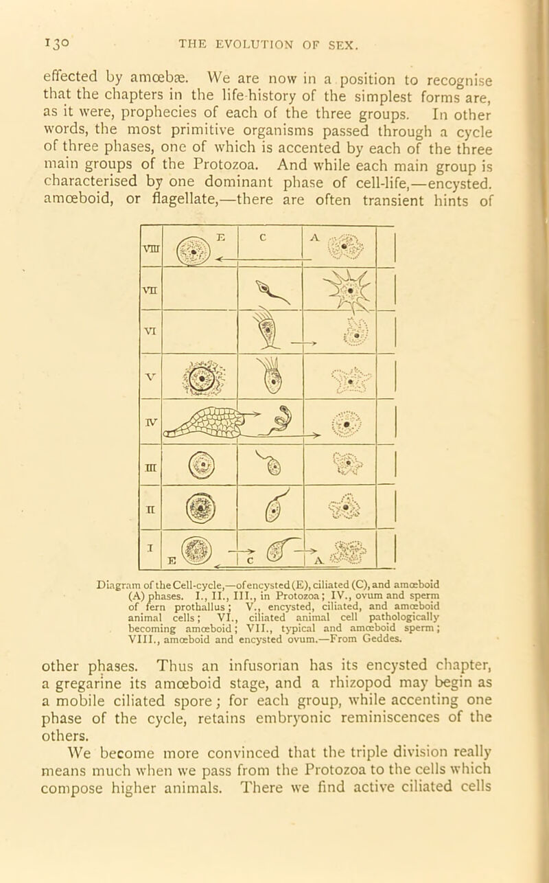 effected by amoebae. We are now in a position to recognise that the chapters in the life history of the simplest forms are, as it were, prophecies of each of the three groups. In other words, the most primitive organisms passed through a cycle of three phases, one of which is accented by each of the three main groups of the Protozoa. And while each main group is characterised by one dominant phase of cell-life,—encysted, amoeboid, or flagellate,—there are often transient hints of vm C A ryfiiji', $$$ w * vn V VI % - V ft 1 * IV r (ypy in © n (§) < /!?:. T E :|||^ viT- ^<8i Diagram of the Cell-cycle,—of encysted (E), ciliated (C), and amoeboid (A) phases. I., II., III., in Protozoa; IV., ovum and sperm of fern prothallus ; V., encysted, ciliated, and amoeboid animal cells; VI., ciliated animal cell pathologically becoming amoeboid; VII., typical and amoeboid sperm; VIII., amoeboid and encysted ovum.—From Geddes. other phases. Thus an infusorian has its encysted chapter, a gregarine its amoeboid stage, and a rhizopod may begin as a mobile ciliated spore; for each group, while accenting one phase of the cycle, retains embryonic reminiscences of the others. We become more convinced that the triple division really means much when we pass from the Protozoa to the cells which compose higher animals. There we find active ciliated cells