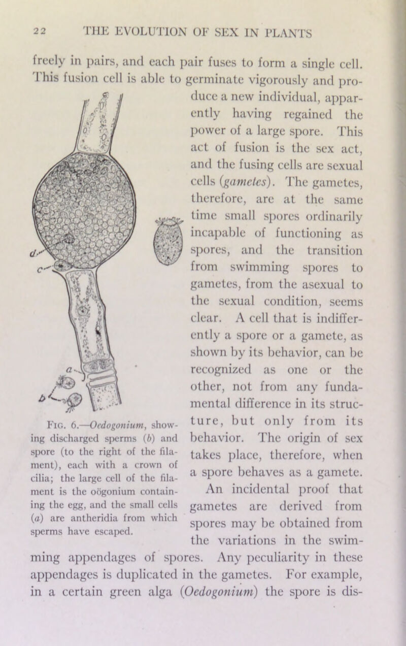 freely in pairs, and each pair fuses to form a single cell, d'his fusion cell is able to germinate vigorously and pro- Fig. 6.—Ocdogonium, show- ing discharged sperms (ft) and spore (to the right of the fila- ment), each with a crown of cilia; the large cell of the fila- ment is the oogonium contain- ing the egg, and the small cells (a) are antheridia from which sperms have escaped. duce a new individual, appar- ently having regained the power of a large spore. This act of fusion is the sex act, and the fusing cells are sexual cells {gametes). The gametes, therefore, are at the same time small spores ordinarily incapable of functioning as spores, and the transition from swimming spores to gametes, from the asexual to the sexual condition, seems clear. A cell that is indifTer- ently a spore or a gamete, as shown by its behavior, can be recognized as one or the other, not from any funda- mental difTerence in its struc- ture, but only from its behavior. The origin of sex takes i)lace, therefore, when a spore behaves as a gamete. An incidental proof that gametes are derived from spores may be obtained from the variations in the swim- ming appendages of spores. Any j^eculiarity in these appendages is duplicated in the gametes. For example, in a certain green alga (Oedogonium) the spore is dis-
