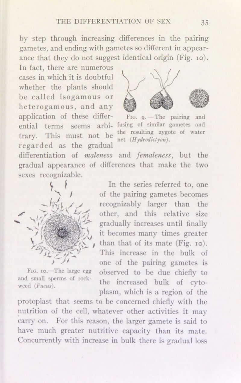 by step through increasing differences in the pairing gametes, and ending with gametes so different in appear- ance that they do not suggest identical origin (Fig. lo). In fact, there are numerous ^ cases in which it is doubtful . \ f whether the plants should be called isogamous or heterogamous, and any application of these differ- Fig. q. — The pairing and ential terms seems arbi- luring of similar gametes and the resulting zygote of water net {Hydrodiclyon). traty. This must not be regarded as the gradual differentiation of maleness and femaleness, but the gradual appearance of differences that make the two sexes recognizable. In the series referred to, one of the pairing gametes becomes recognizably larger than the other, and this relative size gradually increases until finally it becomes many times greater , V /,v y becomes many times greater Vof its mate (Fig. lo). This increase in the bulk of Fig. io.—The large egg and small s|K‘rms of rook- wet'd {Fuats). one of the pairing gametes is observed to be due chiefly to the increased bulk of cjdo- jflasm, which is a region of the jirotoplast that seems to be concerned chiefly with the nutrition of the cell, whatever other activities it may cariy on. For this reason, the larger gamete is said to have much greater nutritive capacity than its mate. Concurrently with increase in bulk there is gradual loss