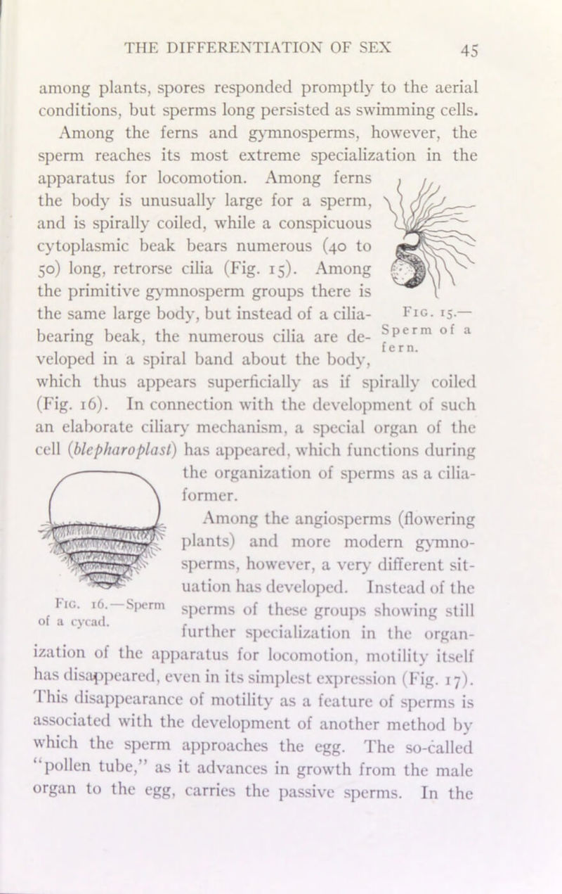among plants, spores responded promptly to the aerial conditions, but sperms long persisted as swimming cells. Among the ferns and g>’mnosperms, however, the sperm reaches its most extreme specialization in the apparatus for locomotion. Among ferns the body is unusually large for a sperm, and is spirally coiled, while a conspicuous cytoplasmic beak bears numerous (40 to 50) long, retrorse cilia (Fig. 15). Among the primitive gx’mnosperm groups there is the same large body, but instead of a cilia- Fig. 15.— bearing beak, the numerous cilia are de- ^ veloped in a spiral band about the body, which thus appears superficially as if spirally coiled (Fig. 16). In connection with the development of such an elaborate ciliaiy mechanism, a special organ of the cell (blepharoplast) has appeared, which functions during the organization of sperms as a cilia- former. Among the angiosperms (flowering plants) and more modern g\-mno- sperms, however, a veiy’ different sit- uation has developed. Instead of the tiG. 16.—Si>crm sperms of these groups showing still of a cycad. r • i* • .. further specialization in the organ- ization of the apparatus for locomotion, motility itself has disa^jpeared, even in its simplest exjiression (Fig. 17). 1 his disappearance of motility as a feature of sperms is associated with the development of another method by which the sperm approaches the egg. The so-called “pollen tube,” as it advances in growth from the male organ to the egg, carries the passive sperms. In the