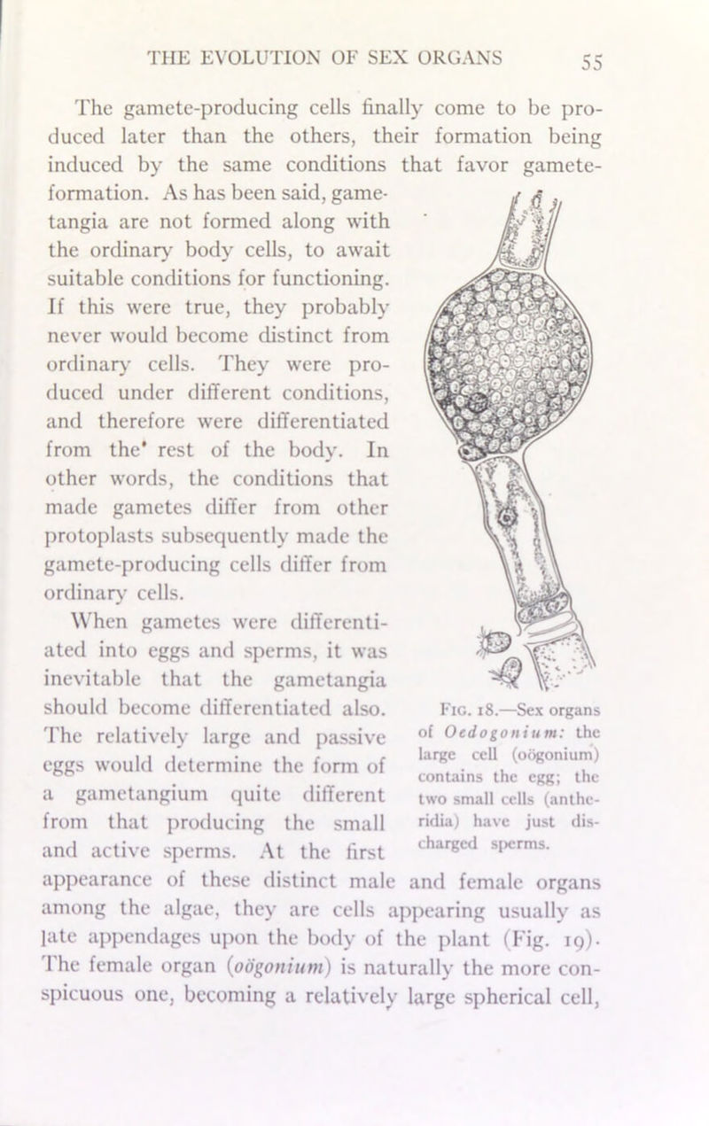 The gamete-producing cells finally come to be pro- duced later than the others, their formation being induced by the same conditions that favor gamete- formation. As has been said, game- tangia are not formed along with the ordinary body cells, to await suitable conditions for functioning. If this were true, they probably never would become distinct from ordinary cells. They were pro- duced under different conditions, and therefore were differentiated from the* rest of the body. In other words, the conditions that made gametes differ from other protoplasts subsequently made the gamete-producing cells differ from ordinary- cells. When gametes were differenti- ated into eggs and sperms, it was inevitable that the gametangia should become differentiated also. The relatively large and passive eggs would determine the form of a gametangium quite different from that producing the small and active sperms. At the first appearance of these distinct male and female organs among the algae, they are cells appearing usually as late appendages upon the body of the plant (Fig. 19). I he female organ {oogonium) is naturally the more con- spicuous one, becoming a relatively large spherical cell, Fig. 18.—Sex organs of Oedogonium: the large cell (oogonium) contains the egg; the two small cells (anthe- ridia) have just dis- charged s|)erms.