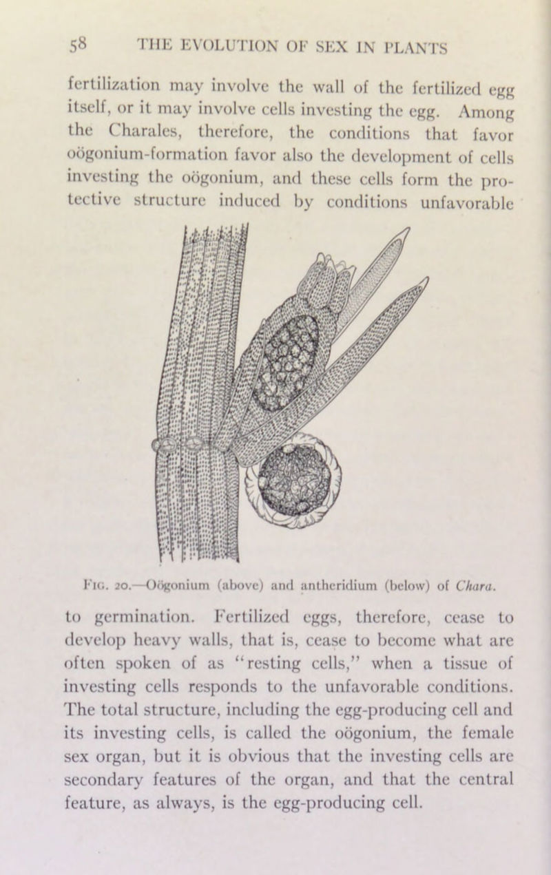 fertilization may involve the wall of the fertilized crr itself, or it may involve cells investing the egg. Among the Charales, therefore, the comlitions that favor oogonium-formation favor also the development of cells investing the oogonium, and these cells form the pro- tective structure induced by conditions unfavorable Fk;. 20.—OiiRonium (atx>vc) and anthcridium (below) of Chora. to germination. Fertilized eggs, therefore, cease to develop heavy walls, that is, cease to become what are often spoken of as “resting cells,” when a tissue of inv^esting cells responds to the unfavorable conditions. The total structure, including the egg-producing cell and its investing cells, is called the oogonium, the female sex organ, but it is obvious that the investing cells are secondary features of the organ, and that the central feature, as always, is the egg-producing cell.