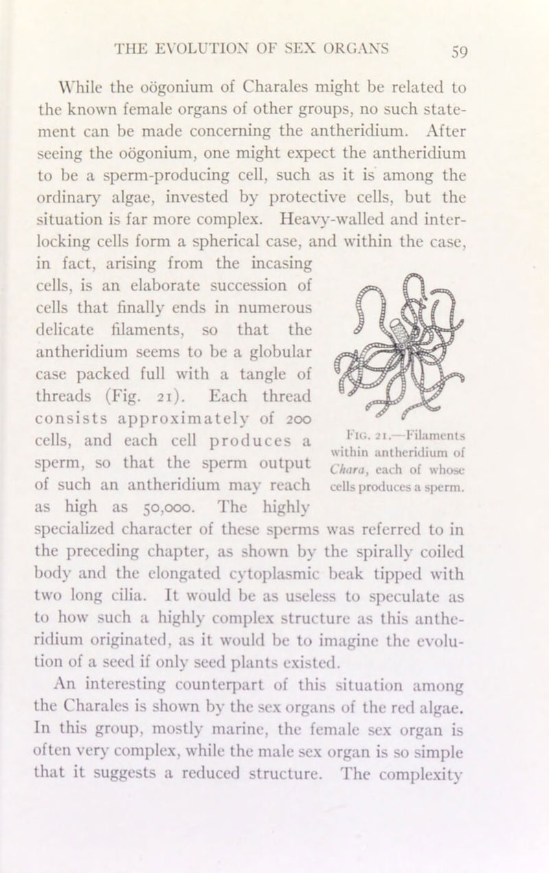 While the odgonium of Charales might be related to the known female organs of other groups, no such state- ment can be made concerning the antheridium. After seeing the oogonium, one might expect the antheridium to be a sperm-producing cell, such as it is among the ordinary algae, invested by protective cells, but the situation is far more complex. Heavy-walled and inter- locking cells form a spherical case, and within the case, in fact, arising from the incasing cells, is an elaborate succession of cells that finally ends in numerous delicate filaments, so that the antheridium seems to be a globular case packed full with a tangle of threads (Fig. 21). Each thread consists approximately of 200 cells, and each cell produces a sperm, so that the sperm output ^h^ira, each of whose of such an antheridium may reach cells produces a s|>erm. as high as 50,000. The highly specialized character of these sperms was referred to in the preceding chapter, as shown by the spirally coiled body and the elongated cytoplasmic beak tipped with two long cilia. It would be as useless to speculate as to how such a highly complex structure as this anthc- ridium originated, as it would be to imagine the evolu- tion of a seed if only seed plants existed. An interesting counterj^art of this situation among the Charales is shown by the sex organs of the red algae. In this group, mostly marine, the female sex organ is often very complex, while the male sex organ is so simple that it suggests a reduced structure. The complexity