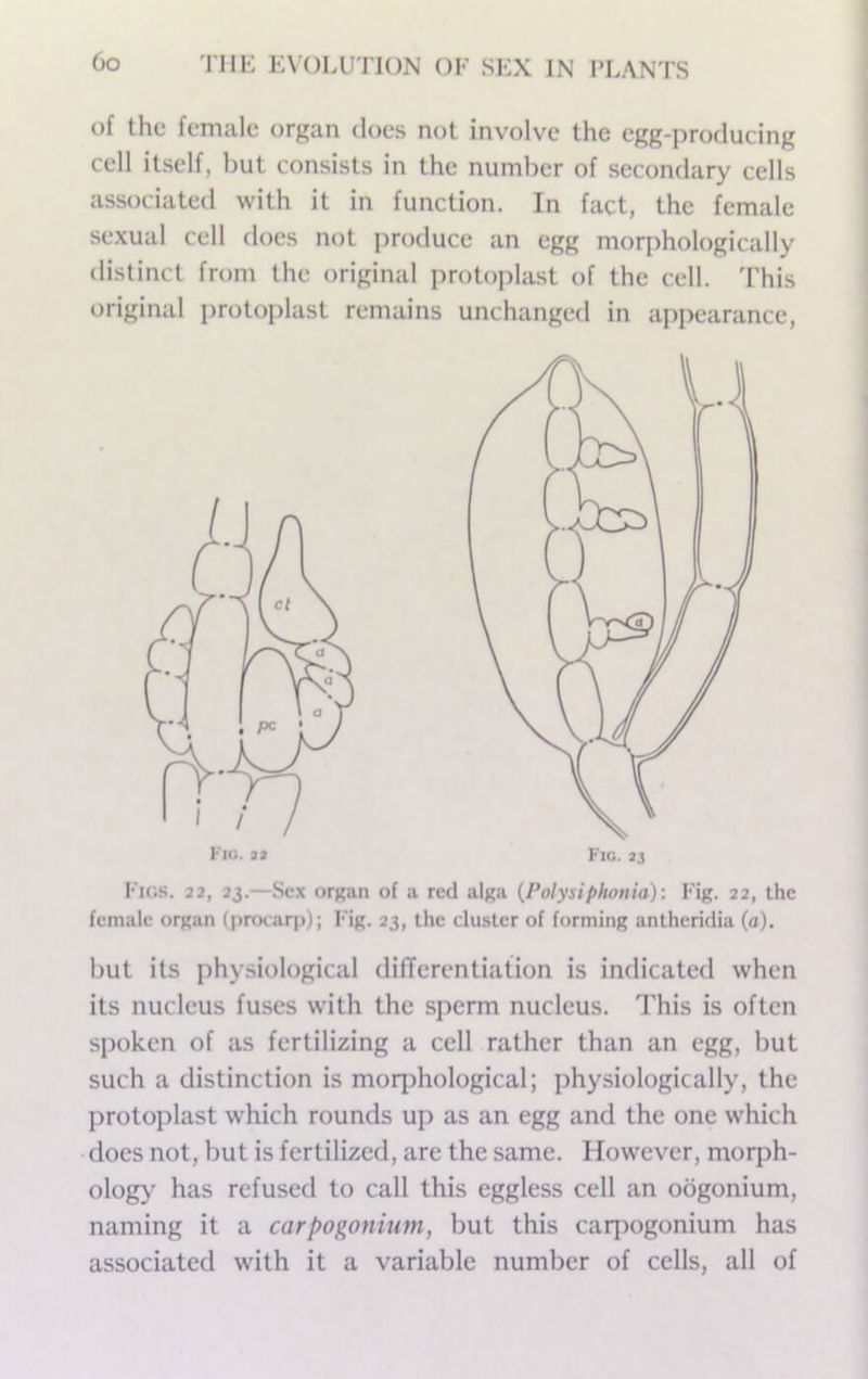 of the female organ does not involve the egg-producing cell itself, but consists in the number of secondary cells associated with it in function. In fact, the female sexual cell does not produce an egg morphologically distinct from the original protoplast of the cell. 'Phis original protoplast remains unchanged in appearance. Figs. 22, 23.—Sex or^an of a red alga {Polysiphonia): Fig. 22, the female organ (procarp); F'ig. 23, the cluster of forming antheridia (a). but its physiological dilTercntiation is indicated when its nucleus fuses with the sperm nucleus. This is often spoken of as fertilizing a cell rather than an egg, but such a distinction is morphological; physiologically, the protoplast which rounds up as an egg and the one which • docs not, but is fertilized, are the same. However, morph- ology has refused to call this eggless cell an oogonium, naming it a carpogonium, but this carpogonium has associated with it a variable number of cells, all of Fig. 33