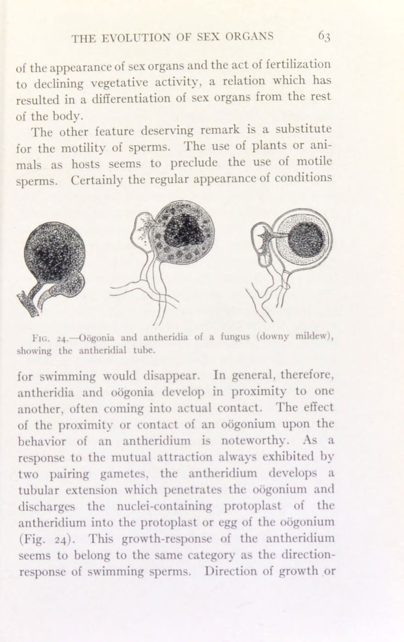 of the appearance of sex organs ami the act of fertilization to declining vegetative activity, a relation which has resulted in a differentiation of sex organs from the rest of the body. The other feature deserving remark is a substitute for the motility of sperms. The use of plants or ani- mals as hosts seems to preclude the use of motile sperms. Certainly the regular appearance of conditions Fii;. 24.—Oiigonia and anlheridia of a fungus (downy mildew), showing the antheridial tube. for swimming would disappear. In general, therefore, antheridia and oogonia develop in proximity to one another, often coming into actual contact. The effect of the proximity or contact of an oogonium upon the behavior of an antheridium is noteworthy. As a response to the mutual attraction always e.xhibited by two pairing gametes, the antheridium develops a tubular extension which penetrates the oogonium and discharges the nuclei-containing protoplast of the antheridium into the protoplast or egg of the oogonium (Kig. 24). This growth-response of the antheridium seems to belong to the same category as the direction- response of swimming sperms. Direction of growth or