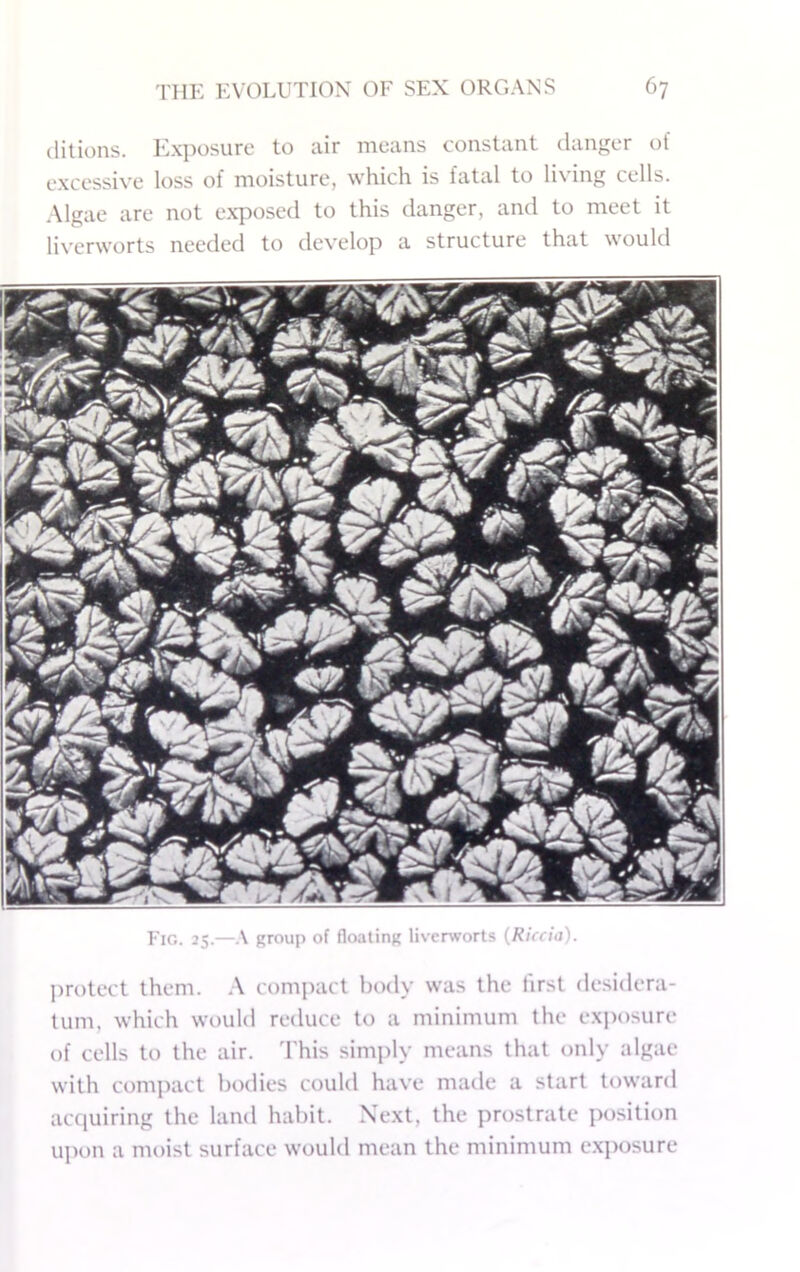 (litions. Kxix)sure to air means constant danj;er of excessive loss of moisture, which is fatal to living cells. Algae are not exposed to this danger, and to meet it liverworts needed to develop a structure that \\ ould I'lG. 25.—group of floating liverworts (Rii<hi ' protect them. A comjtact body was the lirst desidera- tum. which would retluce to a minimum the ex])osure of cells to the air. This simply means that only algae with compact bt)dies could have made a start toward actiuiring the land habit. Next, the prostrate position upon a mt)ist surface would mean the minimum exposure
