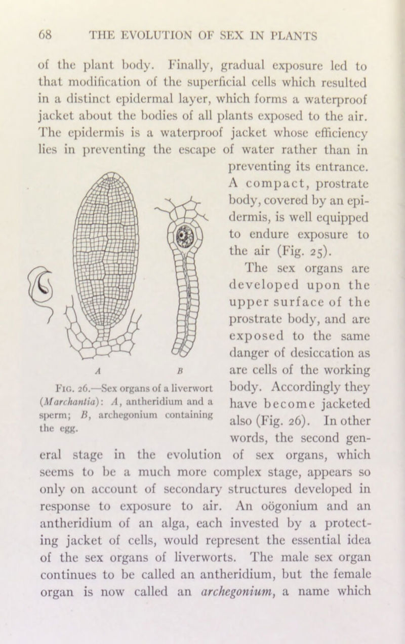 of the plant body. Finally, gradual exposure led to that modification of the superficial cells which resulted in a distinct epidermal layer, which forms a wateqjroof jacket about the bodies of all plants exposed to the air. d'he epidermis is a waterproof jacket whose efficiency lies in preventing the escape of water rather than in preventing its entrance. A compact, prostrate body, covered by an epi- dermis, is well equipped to endure exposure to the air (Fig. 25). The sex organs are developed upon the upper surface of the prostrate body, and are exposed to the same danger of desiccation as are cells of the working body. Accordingly they have become jacketed also (Fig. 26). In other words, the second gen- eral stage in the evolution of sex organs, which seems to be a much more complex stage, appears so only on account of secondary structures developed in response to e.xposure to air. An oogonium and an antheridium of an alga, each invested by a protect- ing jacket of cells, would represent the essential idea of the sex organs of liverworts. The male sex organ continues to be called an antheridium, but the female organ is now called an archegonium, a name which Eig. 26.—Sex organs of a liverwort (Marchanlia): A, antheridium and a sperm; B, archegonium containing the egg.
