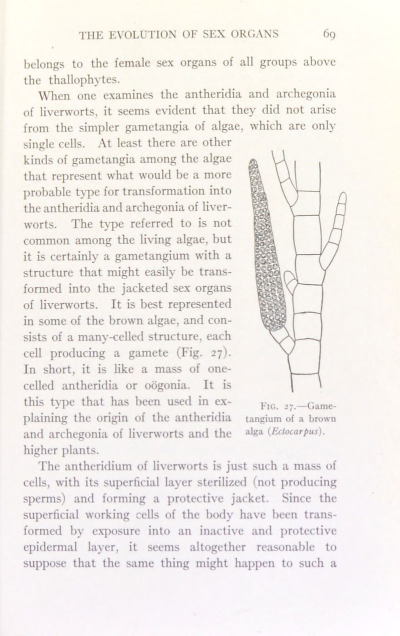 belongs to the female sex organs of all groups above the thallophytes. W'hen one examines the antheridia and archegonia of liverworts, it seems evident that they did not arise from the simpler gametangia of algae, which are only single cells. At least there are other kinds of gametangia among the algae that represent what would be a more probable t>-pe for transformation into the antheridia and archegonia of liver- worts. The t\T>e referred to is not common among the living algae, but it is certainly a gametangium with a structure that might easily be trans- formed into the jacketed sex organs of liverworts. It is best represented in some of the brown algae, and con- sists of a many-celled structure, each cell producing a gamete (Fig. 27). In short, it is like a mass of one- celled antheridia or oogonia. It is this t>pe that has been used in ex- plaining the origin of the antheridia and archegonia of liverworts and the higher plants. The anlheridium of liverworts is just such a mass of cells, with its superficial layer sterilized (not producing sperms) and forming a protective jacket. Since the superficial working cells of the body have been trans- formed by e.xposure into an inactive and protective epidermal layer, it seems altogether reasonable to suppose that the same thing might happen to such a Fig. 27.—Game- tangium of a brown alga {Eclocarptis).