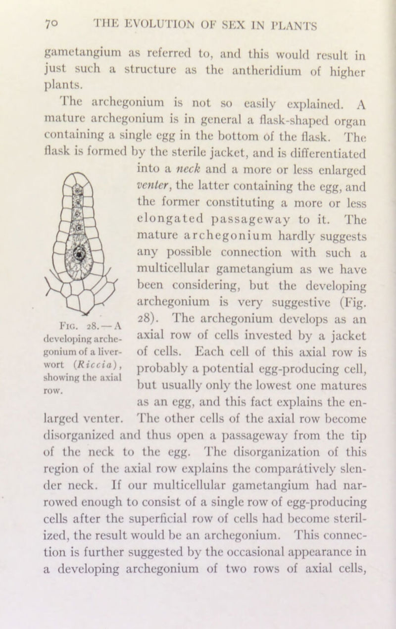 gametangium as referred to, and this would result in just such a structure as the antheridium of higher plants. 'I'he archegonium is not so easily explained. A mature archegonium is in general a flask-shaped organ containing a single egg in the bottom of the flask. 'Lhe flask is formed by the sterile jacket, and is differentiated into a neck and a more or less enlarged venter, the latter containing the egg, and the former constituting a more or less elongated passageway to it. The mature archegonium hardly suggests any possible connection with such a multicellular gametangium as we have been considering, but the developing archegonium is very suggestive (Fig. 28). The archegonium develops as an axial row of cells invested by a jacket of cells. Each cell of this axial row is probably a potential egg-producing cell, but usually only the lowest one matures as an egg, and this fact explains the en- The other cells of the axial row become disorganized and thus open a ])as.sageway from the tip of the neck to the egg. d'he disorganization of this region of the axial row explains the comj)aratively slen- der neck. If our multicellular gametangium had nar- rowed enough to consist of a single row of egg-producing cells after the superficial row of cells had become steril- ized, the result would be an archegonium. d'his connec- tion is further suggested by the occasional appearance in a developing archegonium of two rows of axial cells. Eig. 28. — A (IcvelopinR archc- Ronium of a liver- wort {Riccia), showing the axial row. larged venter.
