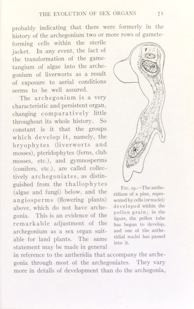 probably indicating that there were formerly in the history of the archegonium two or more rows of gamete- forming cells within the sterile jacket. In any event, the fact of the transformation of the game- tangium of algae into the arche- gonium of liverworts as a result of exposure to aerial conditions seems to be well assured. The archegonium is a very characteristic and persistent organ, changing comparativ'ely little throughout its whole history. So constant is it that the groups which develop it, namely, the bryophytes (liverworts and mosses), pteridophytes (ferns, club mosses, etc.), and g\-mnosperms (conifers, etc.), are called collec- tively archegoniates, as distin- guished from the thallophytes (algae and fungi) below, and the angiosperms (flowering plants) above, which do not have arche- gonia. This is an evidence of the remarkable adjustment of the archegonium as a sex organ suit- able for land plants. The same statement may be made in general in reference to the antheridia that accompany the arche- gonia through most of the archegoniates. They vary' more in details of development than do the archegonia. Fig. 29.—The anthc- ridium of a pine, repre- sented by cells (or nuclei) developed within the pollen grain; in the figure, the jx)llcn tube has begun to develop, and one of the anthc- ridial nuclei has passed into it.