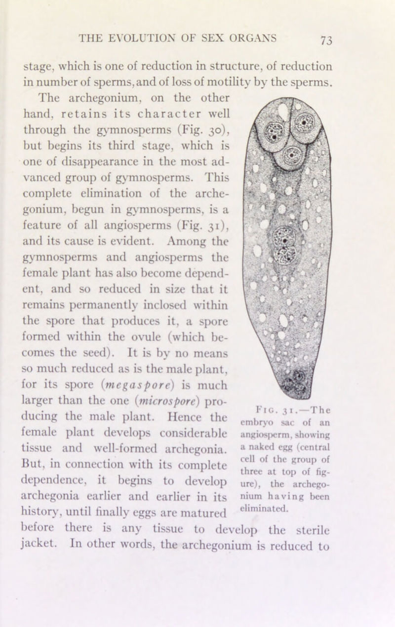 stage, which is one of reduction in structure, of reduction in number of sperms, and of loss of motility by the sperms. The archegonium, on the other hand, retains its character well through the g}’mnosperms (Fig. 30), but begins its third stage, which is one of disappearance in the most ad- vanced group of gNTnnosperms. This complete elimination of the arche- gonium, begun in gymnosperms, is a feature of all angiosperms (Fig. 31), and its cause is evident. Among the gymnosperms and angiosperms the female plant has also become depend- ent, and so reduced in size that it remains permanently inclosed within the spore that produces it, a spore formed within the ovule (which be- comes the seed). It is by no means so much reduced as is the male plant, for its spore {megaspore) is much larger than the one (microspore) pro- ducing the male plant. Hence the female plant develops considerable tissue and well-formed archegonia. But, in connection with its complete dependence, it begins to develop archegonia earlier and earlier in its histoiy, until finally eggs are matured before there is any tissue to develop the sterile jacket. In other words, the archegonium is reduced to Fig. 31.—The embr>o sac of an angiosjKrm, showing a naked egg (central cell of the group of three at top of fig- ure), the archego- nium having been eliminated.