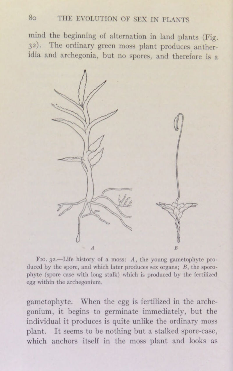 mind the beginning of alternation in land plants (Fig, 32). The ordinary green moss plant produces anther- idia and archegonia, but no spores, and therefore is a Fig. 32.—Life history of a moss; A, the young gametophyte pro- duced by the spore, and which later produces sex organs; the sporo- phyte (spore case with long stalk) which is produced by the fertilized egg within the archegonium. gametophyte. When the egg is fertilized in the arche- gonium, it begins to germinate immediately, but the individual it produces is quite unlike the ordinary moss plant. It seems to be nothing but a stalked spore-case, which anchors itself in the moss plant and looks as