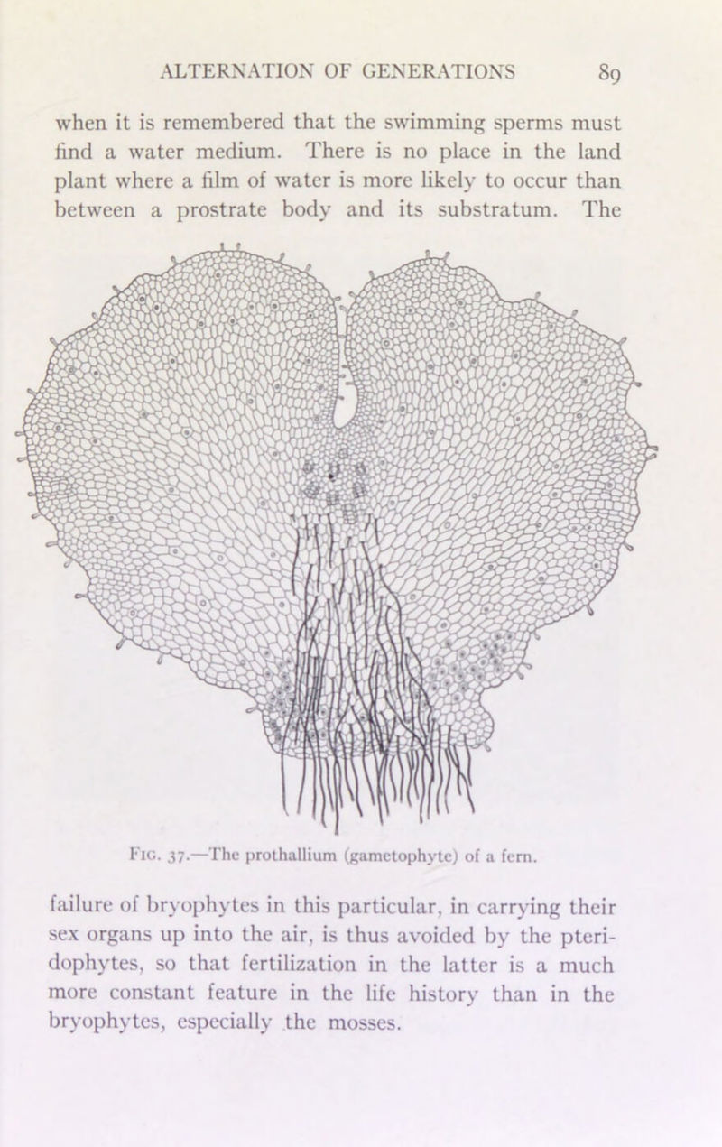 when it is remembered that the swimming sperms must find a water medium. There is no place in the land plant where a film of water is more likely to occur than between a prostrate body and its substratum. The failure of bryophytes in this particular, in carrying their se.\ organs up into the air, is thus avoided by the pteri- dophytes, so that fertilization in the latter is a much more constant feature in the life history than in the bryophytes, especially the mosses.