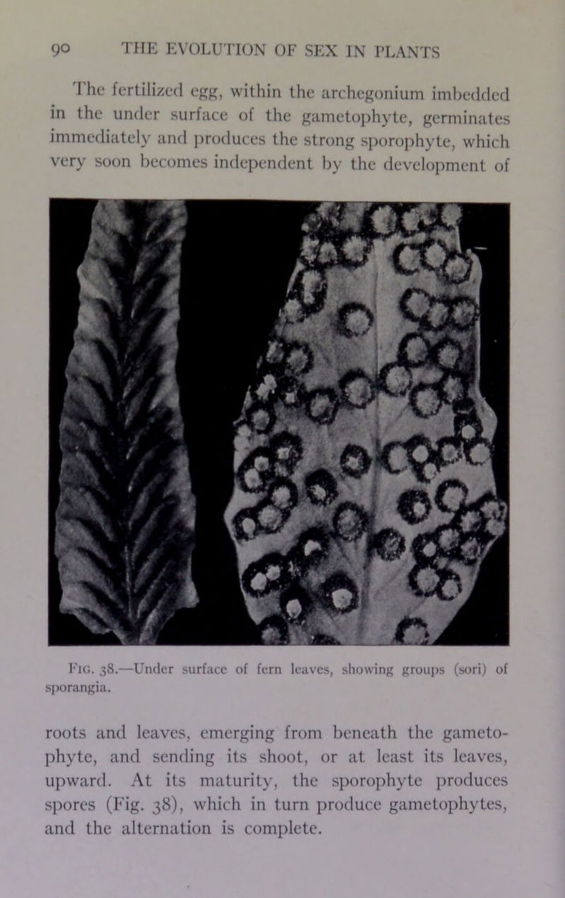 'I'he fertilized eg^. within the archegonium imbedded in the under surface of the gametophyte, germinates immediately and produces the strong sporophyte, which very soon becomes indei)endent by the development of Fig. 38.—Under surface of fern leaves, showing groups (sori) of sporangia. roots and leaves, emerging from beneath the gameto- phyte, and sending its shoot, or at least its leaves, upward. At its maturity, the sporophyte produces spores (Fig. 38), which in turn produce gametophytes, and the alternation is complete.