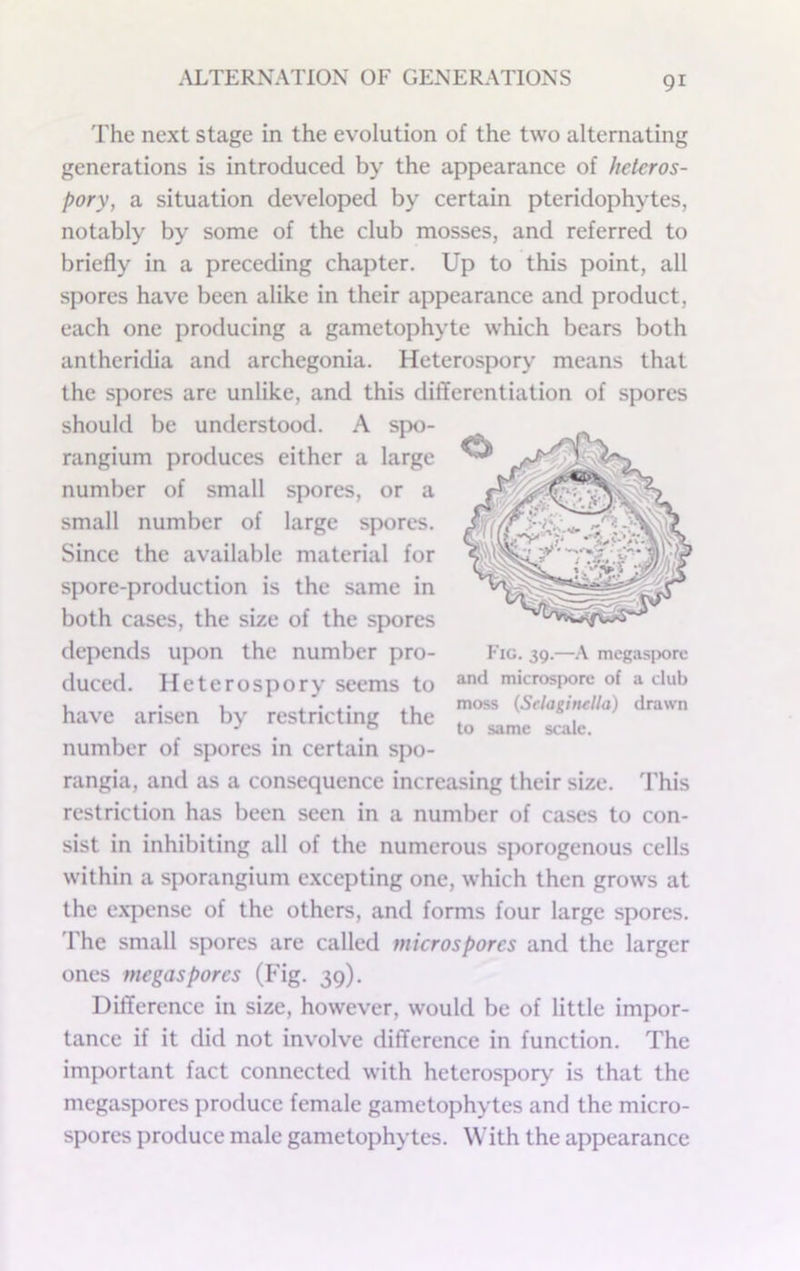 The next stage in the evolution of the two alternating generations is introduced by the appearance of heieros- pory, a situation developed by certain pteridophytes, notably by some of the club mosses, and referred to briefly in a preceding chapter. Up to this point, all spores have been alike in their appearance and product, each one producing a gametophyte which bears both antheridia and archegonia. Heterospory means that the spores are unlike, and this differentiation of spores should be understood. A spo- rangium produces either a large number of small spores, or a small number of large spores. Since the available material for spore-production is the same in both cases, the size of the spores depends upon the number pro- duced. Heterospory seems to have arisen by restricting the number of spores in certain spo- rangia, and as a consequence increasing their size. This restriction has been seen in a number of cases to con- sist in inhibiting all of the numerous sporogenous cells within a sporangium e.xcepting one, which then grows at the e.xpense of the others, and forms four large spores. The small spores are called microspores and the larger ones megaspores (Fig. 39). Difference in size, however, would be of little impor- tance if it did not involve difference in function. The important fact connected with heterospoiy^ is that the megaspores produce female gametophytes and the micro- spores produce male gametophytes. With the appearance Fig. 39.—.\ mcgasporc and microsporc of a club moss (Selaginella) drawn to same scale.
