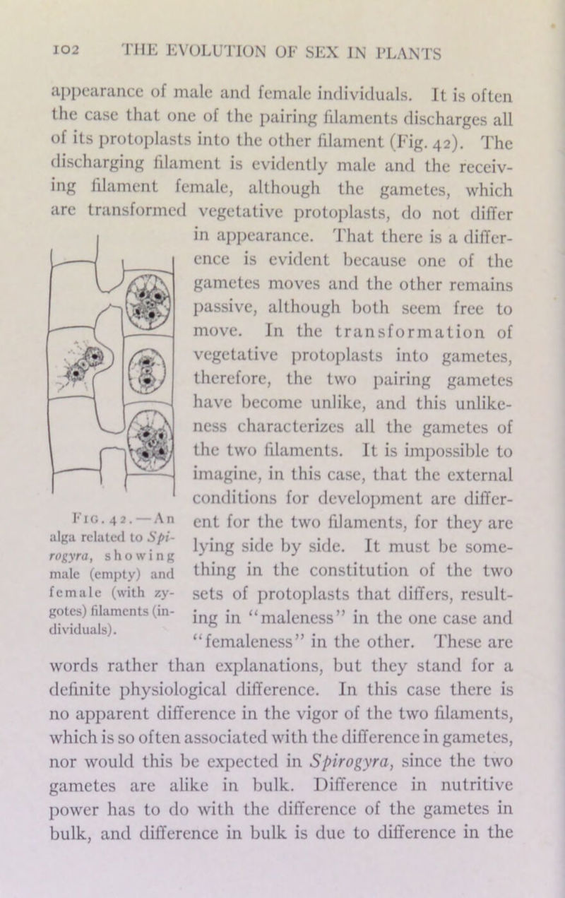 appearance of male and female individuals. It is often the case that one of the pairing filaments discharges all of its protoplasts into the other filament (Fig. 42). The discharging filament is evidently male and the receiv- ing filament female, although the gametes, which arc transformed vegetative protoplasts, do not differ in appearance, d'hat there is a differ- ence is evident because one of the gametes moves and the other remains passive, although both seem free to move. In the transformation of vegetative protoplasts into gametes, therefore, the two pairing gametes have become unlike, and this unlike- ncss characterizes all the gametes of the two filaments. It is imiiossiblc to imagine, in this case, that the external conditions for development arc differ- ent for the two filaments, for they are lying side by side. It must be some- thing in the constitution of the two sets of protoplasts that dilTers, result- ing in “malencss” in the one case and “femaleness” in the other. These arc words rather than explanations, but they stand for a definite physiological difference. In this case there is no apparent difference in the vigor of the two filaments, which is so often associated with the difference in gametes, nor would this be expected in Spirogyra, since the two gametes are alike in bulk. Difference in nutritive power has to do with the difference of the gametes in bulk, and dilTercncc in bulk is due to difference in the I'TG. 42. — An alga related to Spi- rogyra, showing male (em|)ty) and female (with zy- gotes) filaments (in- dividuals).