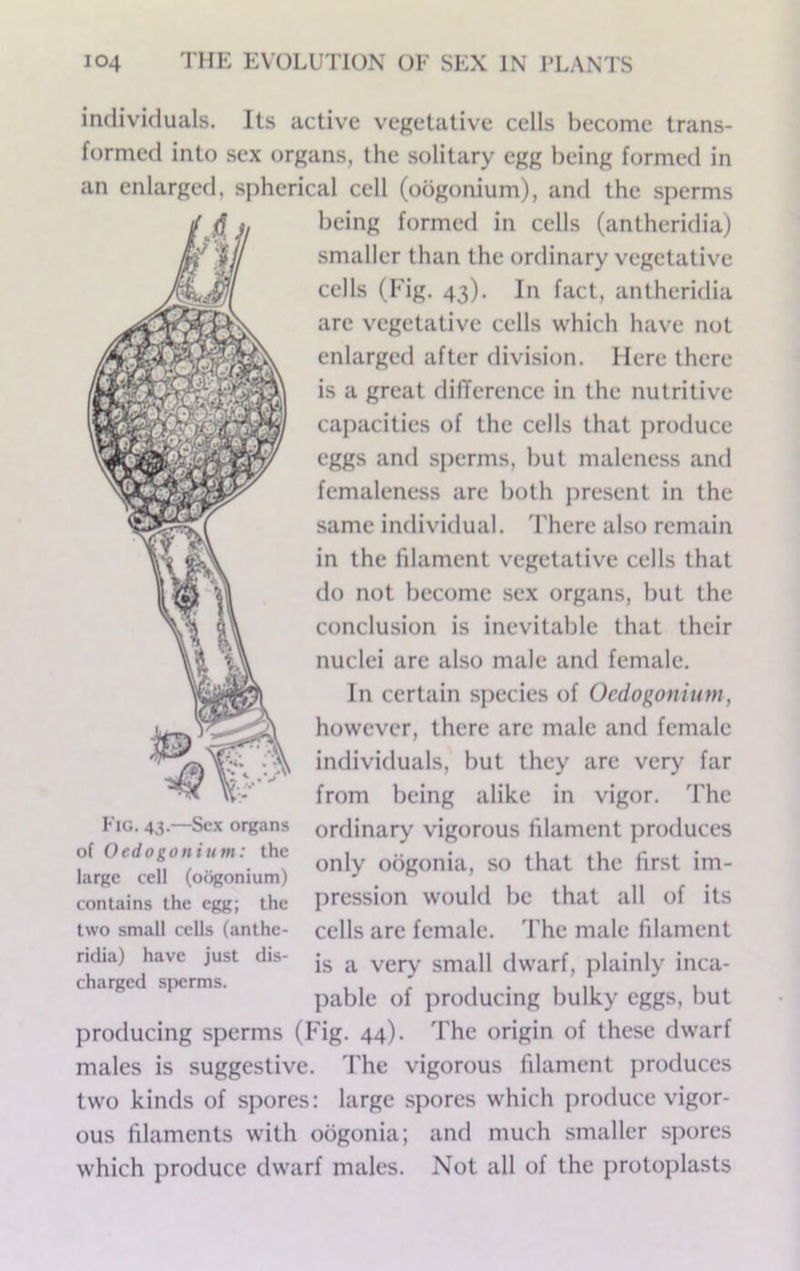 individuals. Its active vegetative cells become trans- formed into sex organs, the solitary egg being formed in an enlarged, spherical cell (oogonium), and the sperms being formed in cells (antheridia) smaller than the ordinary vegetative cells (Fig. 43). In fact, antheridia are vegetative cells which have not enlarged after division. Here there is a great difference in the nutritive capacities of the cells that produce eggs and sperms, but maleness and femaleness are both present in the same individual. There also remain in the filament vegetative cells that do not become sex organs, but the conclusion is inevitable that their nuclei are also male and female. In certain species of Ocdogonium, however, there are male and female individuals, but they are ver>' far from being alike in vigor. The ordinary vigorous filament produces only oogonia, so that the first im- pression would be that all of its cells are female. The male filament is a very small dwarf, j)lainly inca- pable of producing bulky eggs, but producing sperms (Fig. 44). The origin of these dwarf males is suggestive. The vigorous filament produces two kinds of spores: large spores which produce vigor- ous filaments with oogonia; and much smaller spores which produce dwarf males. Not all of the protoplasts Fig, 43.—Sex organs of Oedogonium: the large cell (oogonium) contains the egg; the two small cells (anthe- ridia) have just dis- charged spwrms.