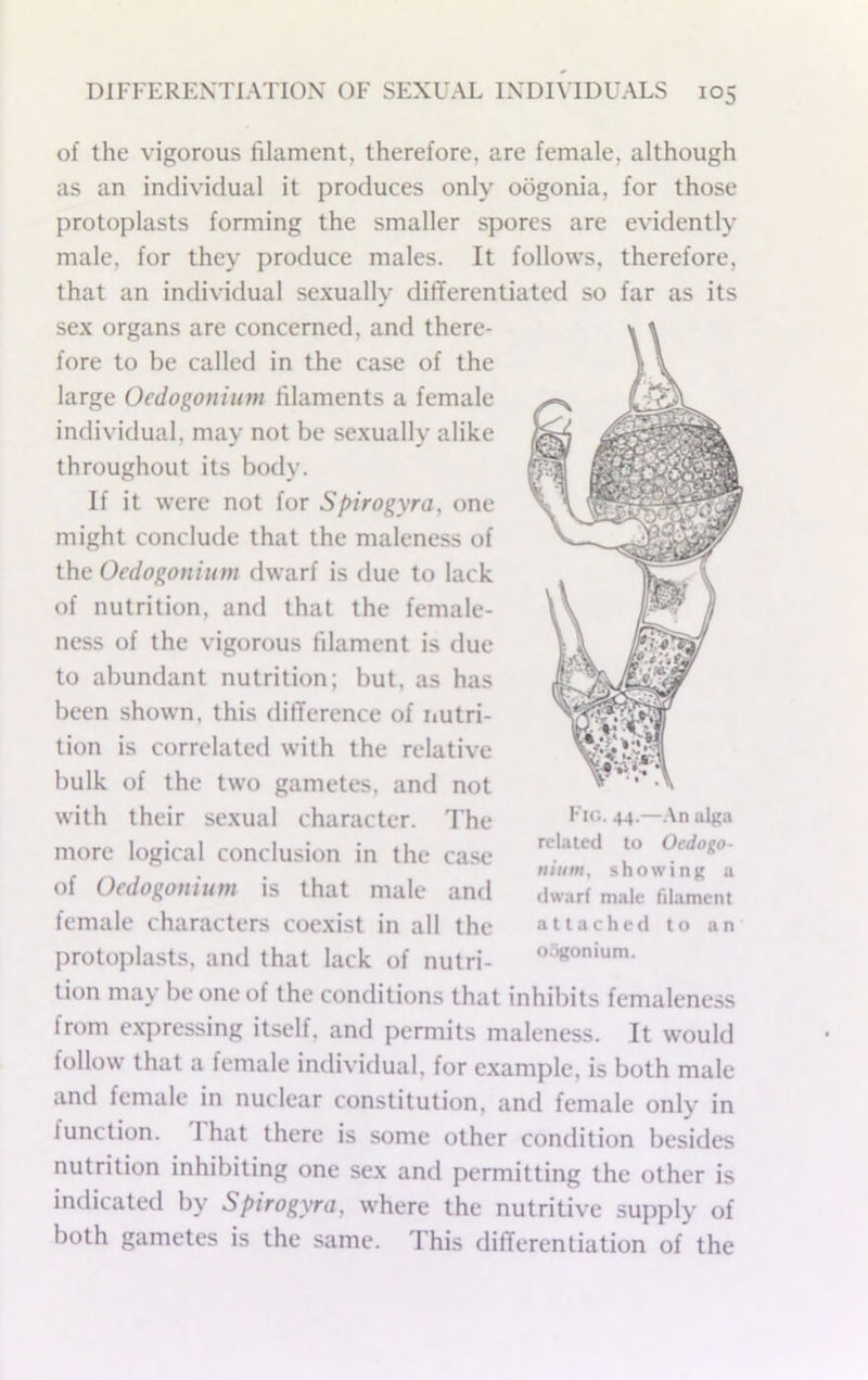 of the vigorous filament, therefore, are female, although as an individual it produces only oogonia, for those protoplasts forming the smaller spores are evidently male, for they produce males. It follows, therefore, that an individual sexually differentiated so far as its sex organs are concerned, and there- fore to be called in the case of the large Ocdogoniiim filaments a female individual, may not be sexually alike throughout its body. If it were not for Spirogyra, one might conclude that the maleness of the Oedogonium dwarf is due to lack of nutrition, and that the female- ness of the vigorous filament is due to abundant nutrition; but, as has been shown, this difference of nutri- tion is correlated with the relative bulk of the two gametes, and not with their sexual character. I’he more logical conclusion in the case of Oedogonium is that male and female characters coexist in all the protoplasts, and that lack of nutri- tion may be one of the conditions that inhibits femaleness from e.xpressing itself, and permits maleness. It would follow that a female individual, for example, is both male and female in nuclear constitution, and female only in function. That there is some other condition besides nutrition inhibiting one sex and permitting the other is indicated by Spirogyra, where the nutritive supply of both gametes is the same. This differentiation of the Fig. 44.—,\n alga related to Oedogo- nium, showing a dwarf male filament attached to an oogonium.