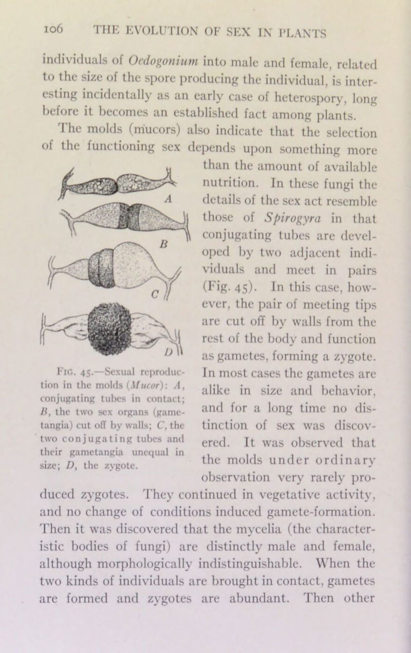 individuals of Ocdogotiium into male and female, related to the size of the spore producing the individual, is inter- esting incidentally as an early case of heterospory, long before it becomes an established fact among plants. The molds (mucors) also indicate that the selection of the functioning sex depends upon something more than the amount of available nutrition. In these fungi the details of the sex act resemble those of Spirogyra in that conjugating tubes are devel- oped by two adjacent indi- viduals and meet in pairs (Fig. 45). In this case, how- ever, the pair of meeting tips are cut of! by walls from the rest of the body and function as gametes, forming a zygote. In most cases the gametes are alike in size and behavior, and for a long time no dis- tinction of sex was discov- ered. It was observed that the molds under ordinary observation veiA' rarely pro- duced zygotes. 'Fhey continued in vegetative activity, and no change of conditions induced gamete-formation. Then it was discovered that the mycelia (the character- istic bodies of fungi) are distinctly male and female, although morphologically indistinguishable. When the two kinds of individuals are brought in contact, gametes are formed and zygotes are abundant. Then other Fig. 45.—Sexual re|)roduc- tion in the molds (Mucor): A, conjugating tubes in contact; li, the two sex organs (gamc- tangia) cut off by walls; C, the two conjugating tubes and their gametangia unequal in size; D, the zygote.