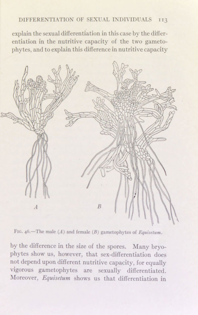 explain the sexual differentiation in this case by the differ- entiation in the nutritive capacity of the two gameto- phytes, and to explain this difference in nutritive capacity Fig. 46.—The male (.1) and female (B) Rametophytes of Equisetum. by the difference in the size of the spores. Many bryo- phytes show us, however, that sex-differentiation does not depend upon different nutritive capacity, for equally vigorous gametophytes are sexually differentiated. Aforeover, Equisetum shows us that differentiation in