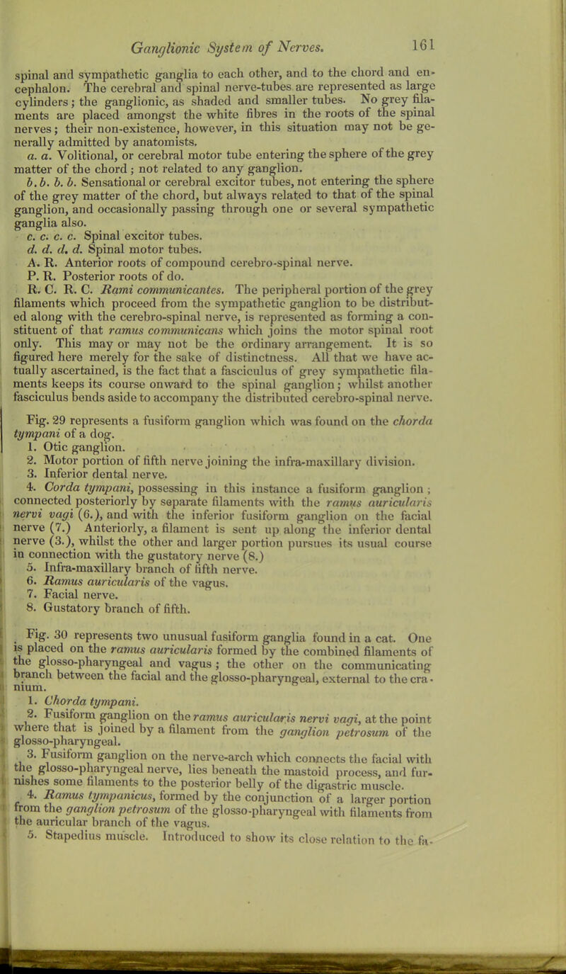 spinal and sympathetic ganglia to each other, and to the chord and en- cephalon. The cerebral and spinal nerve-tubes are represented as large cylinders; the ganglionic, as shaded and smaller tubes. No grey fila- ments are placed amongst the white fibres in the roots of the spinal nerves; their non-existence, however, in this situation may not be ge- nerally admitted by anatomists, a. a. Volitional, or cerebral motor tube entering the sphere of the grey matter of the chord ; not related to any ganglion. h.b.b. b. Sensational or cerebral excitor tubes, not entering the sphere of the grey matter of the chord, but always related to that of the spinal ganglion, and occasionally passing through one or several sympathetic ganglia also. c. c. c. c. Spinal excitor tubes. d. d. d. d. Spinal motor tubes. A. R. Anterior roots of compound cerebro-spinal nerve. P. R. Posterior roots of do. R, C. R. C. Rami communicantes. The peripheral portion of the grey filaments which proceed from the sympathetic ganglion to be distribut- ed along with the cerebro-spinal nerve, is represented as forming a con- stituent of that ramus communicans which joins the motor spinal root only. This may or may not be the ordinary arrangement. It is so figured here merely for the sake of distinctness. All that we have ac- I tually ascertained, is the fact that a fasciculus of grey sympathetic fila- ments keeps its course onwar<l to the spinal ganglion; whilst another fasciculus bends aside to accompany the distributed cerebro-spinal nerve. Fig. 29 represents a fusiform ganglion which was found on the chorda tympani of a dog. 1. Otic ganglion. 2. Motor portion of fifth nerve joining the infra-maxillary division. 3. Inferior dental nerve. I 4. Corda tympani, possessing in this instance a fusiform ganglion ; J connected posteriorly by separate filaments with the ramtis aurictdaris \ nervi vagi (6.), and with the inferior fusiform ganglion on the facial nerve (7.) Anteriorly, a filament is sent up along the inferior dental I nerve (3.), whilst the other and larger portion pursues its usual course ji in connection with the gustatory nerve (8.) 5. Infra-maxillary branch of fifth nerve. 6. Ramus aurictdaris of the vagus. L . 7. Facial nerve. r 8. Gustatory branch of fifth. _ Fig. 30 represents two unusual fusiform ganglia found in a cat. One IS placed on the ramus auricularis formed by the combined filaments of the glosso-pharyngeal and vagus; the other on the communicating branch between the facial and the glosso-pharyngeal, external to the era • 1 mum. j 1. Chorda tympani. I 2. Fusiform ganglion on the ramus auricularis nervi vagi, at the point ; where that is joined by a filament from the ganglion petrosum of tlie I glosso-pharyngeal. ' •3. Fusiform ganglion on the nerve-arch which connects the facial with ) the glosso-pharyngeal nerve, lies beneath the mastoid process, and fur- nishes some filaments to the posterior belly of the digastric muscle. 4. Ramus tympanicus, formed by the conjunction of a larger portion from the ganglion petrosum of the glosso-pharyngeal with filaments from the auricular branch of the vagus. 5. Stapedius muscle. Introduced to show its close relation to the fa- ♦