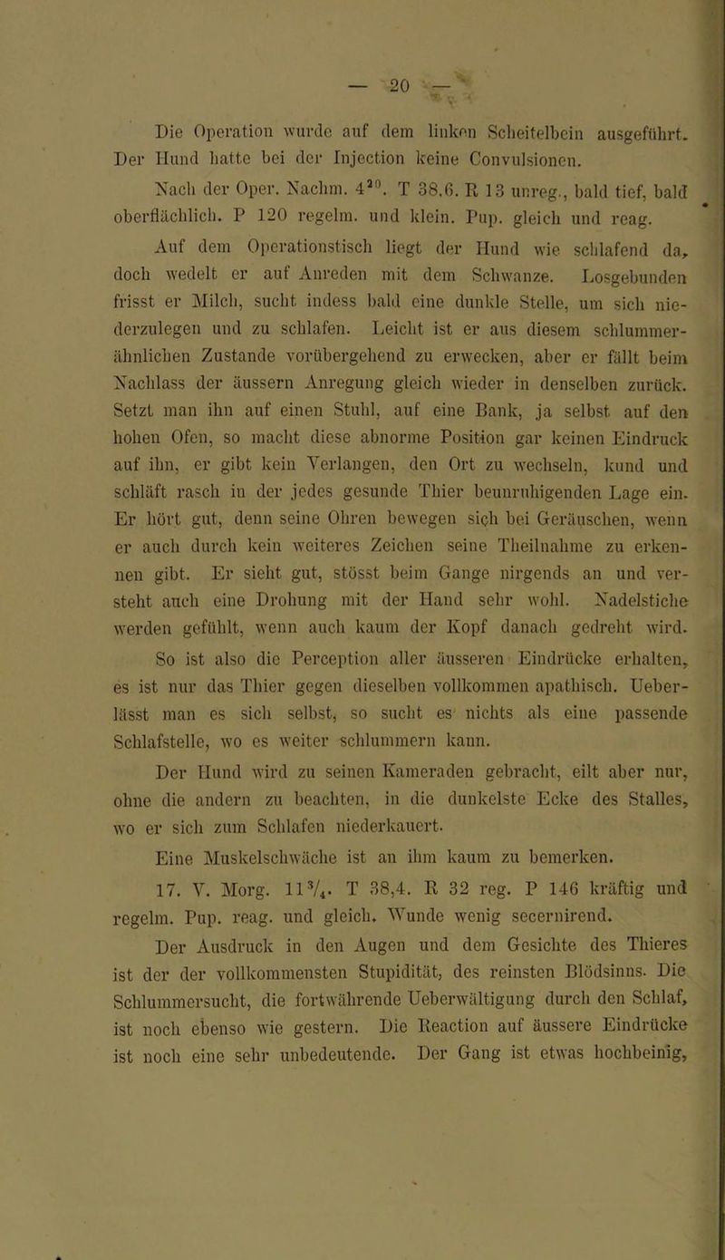 Die Operation wurde auf dem linken Scheitelbein ausgeführt. Der Hund hatte bei der Injection keine Convulsionen. Nach der Oper. Nachm. 4ao. T 38.6. R 13 unreg., bald tief, bald oberflächlich. P 120 regelra. und klein. Pup. gleich und reag. Auf dem Operationstisch liegt der Hund wie schlafend da, doch wedelt er auf Anreden mit dem Schwänze. Losgebunden frisst er Milch, sucht indess bald eine dunkle Stelle, um sich nie- derzulegen und zu schlafen. Leicht ist er aus diesem schlummer- ähnlichen Zustande vorübergehend zu erwecken, aber er fällt beim Nachlass der äussern Anregung gleich wieder in denselben zurück. Setzt man ihn auf einen Stuhl, auf eine Bank, ja selbst auf den hohen Ofen, so macht diese abnorme Position gar keinen Eindruck auf ihn, er gibt kein Verlangen, den Ort zu wechseln, kund und schläft rasch in der jedes gesunde Thier beunruhigenden Lage ein. Er hört gut, denn seine Ohren bewegen sich bei Geräuschen, wenn er auch durch kein weiteres Zeichen seine Theilnahme zu erken- nen gibt. Er sieht gut, stösst beim Gange nirgends an und ver- steht auch eine Drohung mit der Hand sehr wohl. Nadelstiche werden gefühlt, wenn auch kaum der Kopf danach gedreht wird. So ist also die Perception aller äusseren Eindrücke erhalten, es ist nur das Thier gegen dieselben vollkommen apathisch. Ueber- lässt man es sich selbst, so sucht es nichts als eine passende Schlafstelle, wo es weiter schlummern kann. Der Hund wird zu seinen Kameraden gebracht, eilt aber nur, ohne die andern zu beachten, in die dunkelste Ecke des Stalles, wo er sich zum Schlafen niederkauert. Eine Muskelschwäche ist an ihm kaum zu bemerken. 17. V. Morg. ll3/4. T 38,4. R 32 reg. P 146 kräftig und regelm. Pup. reag. und gleich. Wunde wenig secernirend. Der Ausdruck in den Augen und dem Gesichte des Thieres ist der der vollkommensten Stupidität, des reinsten Blödsinns. Die Schlummersucht, die fortwährende Ueberwältigung durch den Schlaf, ist noch ebenso wie gestern. Die Reaction auf äussere Eindrücke ist noch eine sehr unbedeutende. Der Gang ist etwas hochbeinig,