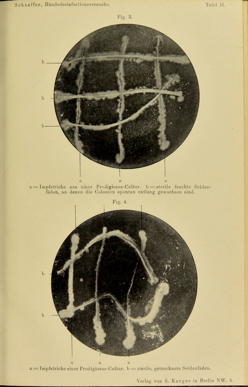a Fig. 3. b b b a a a Impfstriche aus einer Prodigiosus-Cultur. b = stei'ile feuchte Seiden- fäden, an denen die Colonien spontan entlang gewachsen sind. b b a a a a = Impfstriche einer Prodigiosus-Cultur. b = sterile, getrocknete Seidenfäden. Fig. 4.