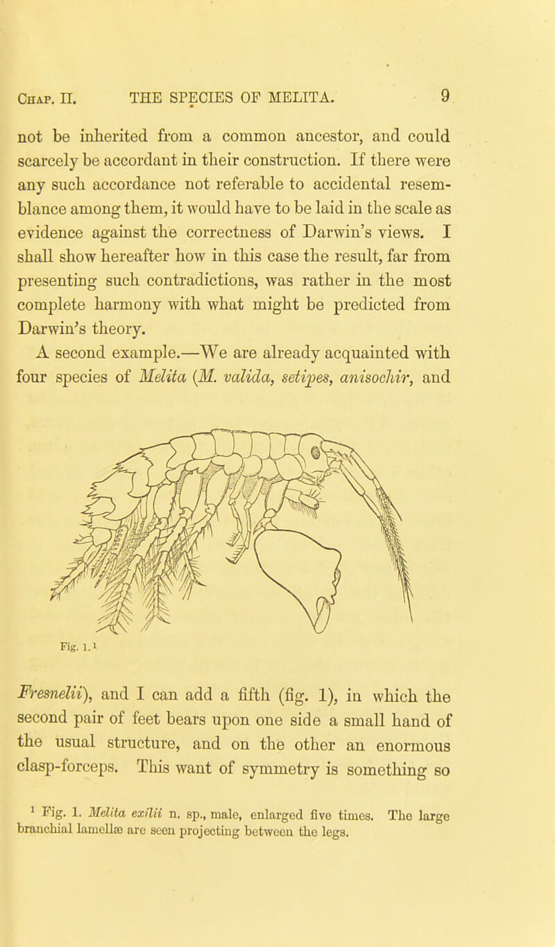 not be inherited from a common ancestor, and could scarcely be accordant in tlieir construction. If there were any such accordance not refei-able to accidental resem- blance among tliem, it would have to be laid in the scale as evidence against the correctness of Darwin's views. I shall show hereafter how in this case the result, far from presenting such contradictions, was rather in the most complete harmony with what might be predicted from Darwin^s theory. A second example.—We are already acquainted with four species of Melita [M. valida, setii^es, anisochir, and Fig. l.i Fresnelii), and I can add a fifth (fig. 1), in which the second pair of feet bears upon one side a small hand of the usual structure, and on the other an enormous clasp-forceps. This want of symmetry is something so ' Fig. 1. Melita exilii n. sp., male, enlarged five times. The large branchial lamclto are seen projecting between the legs.