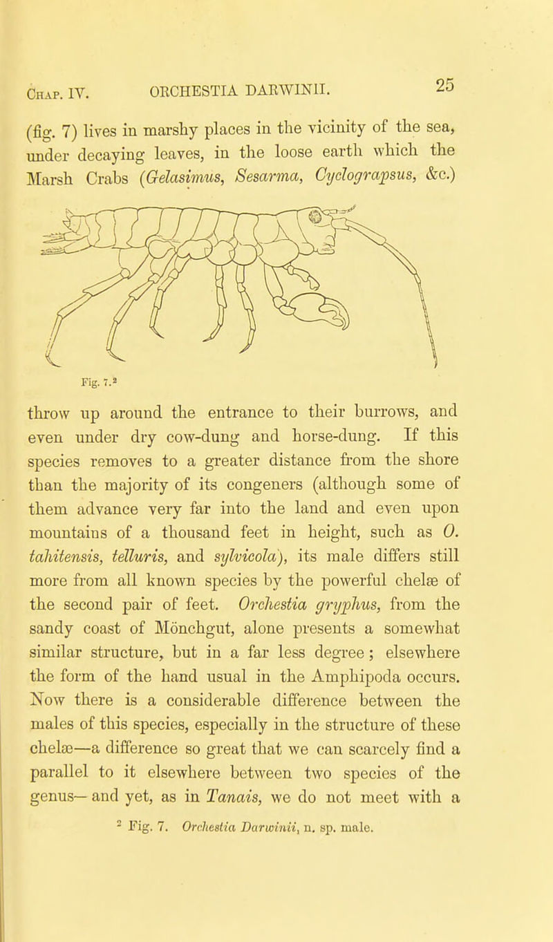 Chap. IV. OECHESTIA DAEWINII. (fig. 7) lives in marshy places in the vicinity of the sea, under decaying leaves, in the loose earth which the Marsh Crabs (Gelasimus, Sesarma, Cydografsus, &c.) Fig. -.2 throw lip around the entrance to their burrows, and even under dry cow-dung and horse-dung. If this species removes to a greater distance from the shore than the majority of its congeners (although some of them advance very far into the land and even upon mountains of a thousand feet in height, such as 0. tahitensis, ielluris, and sylvicola), its male differs still more from all known species by the powerful chelse of the second pair of feet. Orchestia grijfhus, from the sandy coast of Monchgut, alone presents a somewhat similar structure, but in a far less degree; elsewhere the form of the hand usual in the Amphipoda occurs. Now there is a considerable difference between the males of this species, especially in the structure of these chelae—a difference so great that we can scarcely find a parallel to it elsewhere between two species of the genus— and yet, as in Tanais, we do not meet with a - Fig. 7. Orchestia Darwinii, n. sp. male.