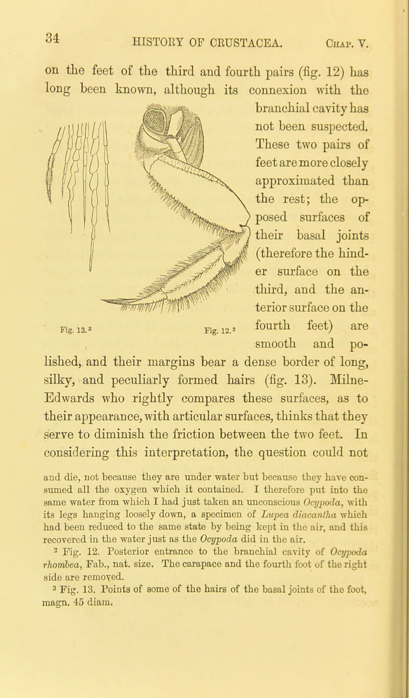 on the feet of the third and fourth pairs (fig. 12) has lished,. and their margins bear a dense border of long, silky, and peculiarly formed hairs (fig. 13). Milne- Edwards who rightly compares these surfaces, as to their appearance, with articular surfaces, thinks that they serve to diminish the friction between the two feet. In considering this interpretation, the question could not aud die, Lot because they are under water but because tliey have con- sumed all the oxygen which it contained. I therefore put into the same water from which I had just taken an imconscious Ocypoda, with its legs hanging loosely down, a specimen of Lupea diacanlha which had been reduced to the same state by being kept in the air, and this recovered in the water just as the Ocypoda did in the air. 2 Fig. 12. Posterior entrance to the branchial cavity of Ocypoda rhonibea, Fab., nat. size. The carapace and the fourth foot of the right side are removed. 3 Fig. 13. Points of some of the hairs of the basal joints of the foot, magn. 45 diam. long been known, although its connexion with the branchial cavity has not been suspected. These two pairs of feet are more closely approximated than the rest; the op- ) posed surfaces of I their basal joints (therefore the hind- er surface on the third, and the an- terior surface on the fourth feet) are smooth and po- ng. 13.3 Rg. 12.2