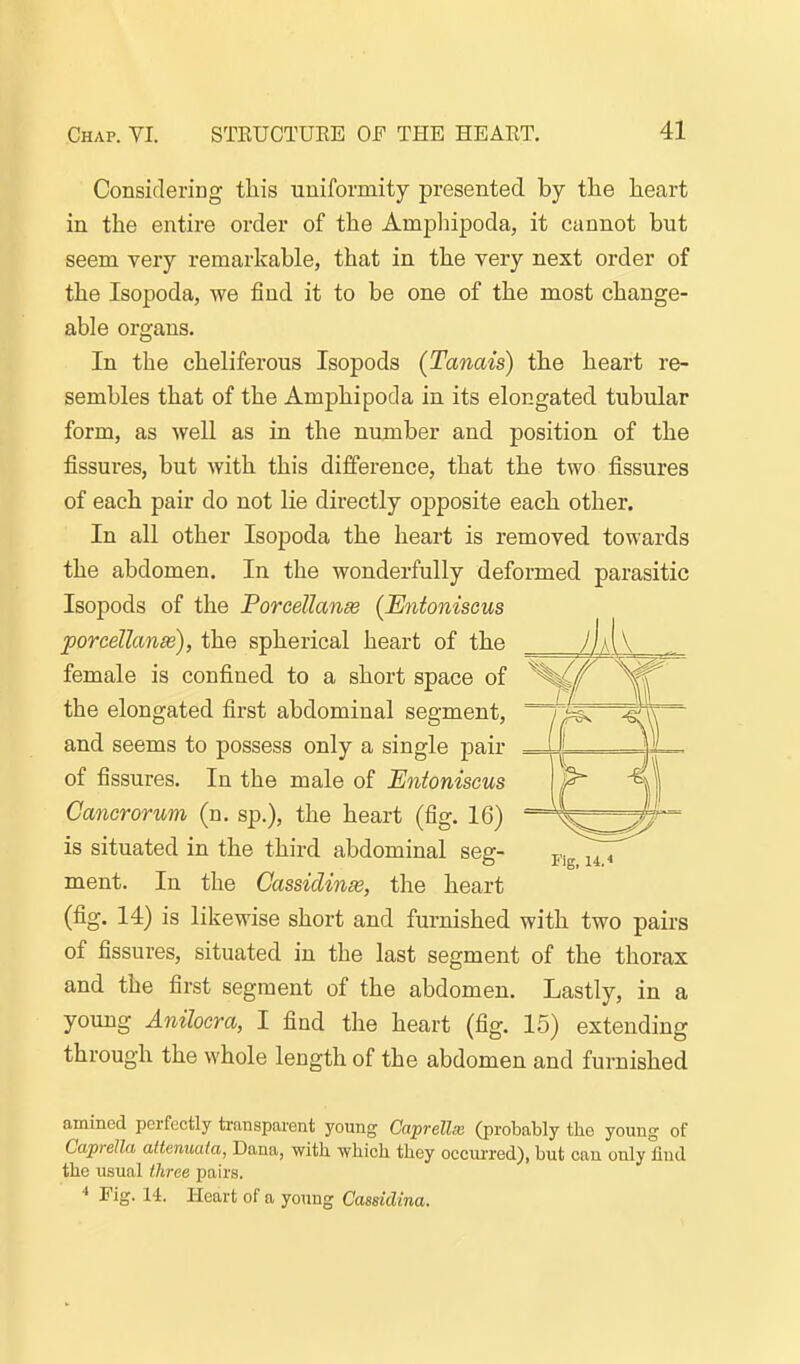 Considering this uniformity presented by the heart in the entire order of the Amjalnpoda, it cannot but seem very remarkable, that in the very next order of the Isopoda, we find it to be one of the most change- able organs. In the cheliferous Isopods (Tanais) the heart re- sembles that of the Amphipoda in its elongated tubular form, as well as in the number and position of the fissures, but with this difference, that the two fissures of each pair do not lie directly opposite each other. In all other Isopoda the heart is removed towards the abdomen. In the wonderfully deformed parasitic Isopods of the Porcellanse (Entoniseus porcellanse), the spherical heart of the female is confined to a short space of the elongated first abdominal segment, and seems to possess only a single pair of fissures. In the male of Entoniseus Cancrorum (n. sp.), the heart (fig. 16) is situated in the third abdominal seg- 4 ment. In the Cassidinse, the heart (fig. 14) is likewise short and furnished with two pairs of fissures, situated in the last segment of the thorax and the first segment of the abdomen. Lastly, in a young Anilocra, I find the heart (fig. 15) extending through the whole length of the abdomen and furnished amined perfectly transparent young Caprellx (probably the young of Caprella altmuala, Dana, with which they occuiTed), but can only find the usual three pairs. Fig. 14. Heart of a young Cassidina.