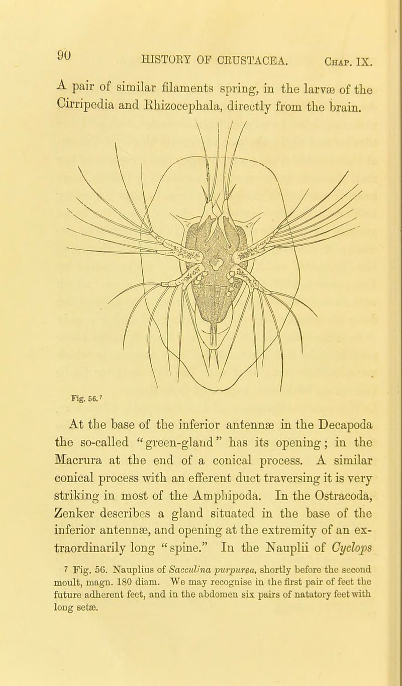 A pair of similar filaments spring, in the larva3 of tlie Cirripeclia and Eliizocephala, directly from the brain. Fig. 56.' At the base of the inferior antennae in the Decapoda the so-called  green-gland has its opening; in the Macrura at the end of a conical process. A similar conical process with an efferent duct traversing it is very striking in most of the Ampliipoda. In the Ostracoda, Zenker describes a gland situated in the base of the inferior antennae, and opening at the extremity of an ex- traordinarily long  spine. In the Nauplii of Cyclops 7 Fig. 56. Nauplins of Sacculina purpurea, shortly before the second moult, magn. 180 diam. We may recognise in the first pair of feet the future adherent feet, and in the abdomen six pairs of natatory feet with long setaj.