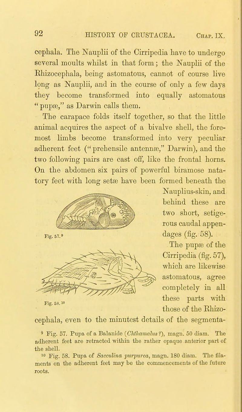 cephala. The Nauplii of the Cirripedia have to undergo several moults whilst in that form; the Nauplii of the Rhizocephala, being astomatous, cannot of course live l9ng as Nauplii, and in the course of only a few days they become transformed into equally astomatous pupae, as Darwin calls them. The carapace folds itself together, so that the little animal acquires the aspect of a bivalve shell, the fore- most limbs become transformed into very peculiar adherent feet ( prehensile antennae, Darwin), and the two following pairs are cast off, like the frontal horns. On the abdomen six pairs of powerful biramose nata- tory feet with long setae have been formed beneath the Nauplius-skin, and behind these are two short, setige- rous caudal appen- dages (fig. 58). The pupje of the Cirripedia (fig. 57), which are likewise astomatous, agree completely in all these parts with those of the Rliizo- cephala, even to the minutest details of the segmenta- ^ Fig. 57. Pupa of a Balanide [Chniamalmi), magn. 50 diam. The adherent feet are retracted -within the rather opaque anterior part of the shell. Fig. 58. Pupa of Sacculina purpurea, magn. 180 diam. The fila- ments on the adherent feet may be the commencements of the future roots. Fig. 58. w