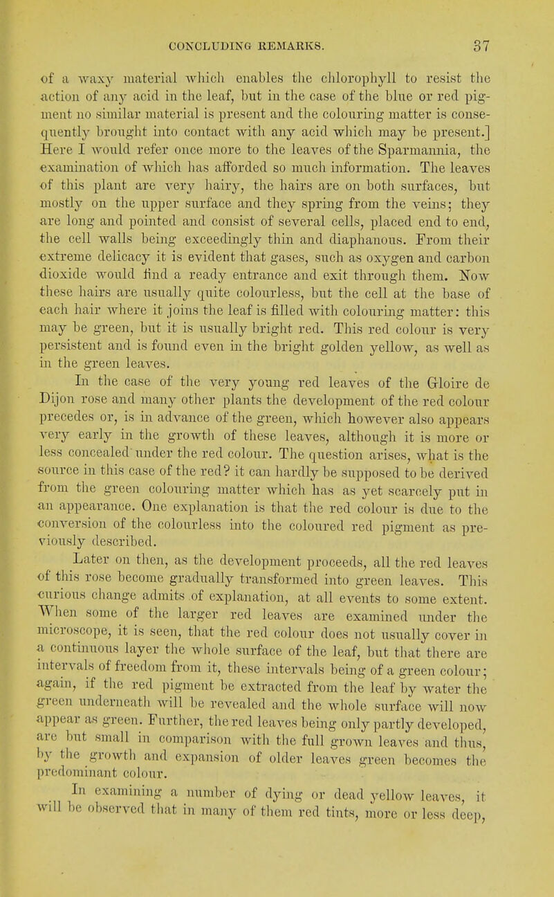 of a waxy material wliioli enables the chloropliyll to resist the action of any acid in the leaf, but in the case of the blue or red pig- ment no similar material is present and the colouring matter is conse- quently brought into contact with any acid which may be present.] Here I would refer once more to the leaves of the Sparmannia, the examination of which has afforded so mucli information. The leaves of this plant are very hairy, the hairs are on both surfaces, but mostly on the upper surface and they spring from the veins; they are long and pointed and consist of several cells, placed end to end, the cell walls being exceedingly thin and diaphanous. From their extreme delicacy it is evident that gases, such as oxygen and carbon dioxide would find a ready entrance and exit through them. Now these hairs are usually quite colourless, but the cell at the base of each hair where it joins the leaf is filled with colouring matter: this may be green, but it is usually bright red. This red colour is very persistent and is found even in the bright golden yellow, as well as in the green leaves. In the case of the very young red leaves of the Grloire de Dijon rose and many other plants the development of the red colour precedes or, is in advance of the green, which however also appears very early in the growth of these leaves, although it is more or less concealed under the red colour. The question arises, what is the source in this case of the red? it can hardly be supposed to be derived from the green colouring matter which has as yet scarcely put in an appearance. One explanation is that the red colour is due to the conversion of the colourless into the coloured red pigment as pre- viously described. Later on tlien, as the development proceeds, all the red leaves of this rose become gradually transformed into green leaves. This ciirious cliange admits of explanation, at all events to some extent. When some of the larger red leaves are examined under the microscope, it is seen, that the red colour does not usually cover in a contmuous layer the whole surface of the leaf, but that there are intervals of freedom from it, these intervals being of a green colour; agam, if the red pigment be extracted from the leaf by water the green underneath will be revealed and the whole surface will now appear as green. Further, the red leaves being only partly developed, are but small in comparison with the full grown leaves and thus,' by the growth and expansion of older leaves green becomes the predominant colour. In examining a uiimber of dying or dead yellow leaves, it will be observed that in many of tliem red tints, more or less deep,
