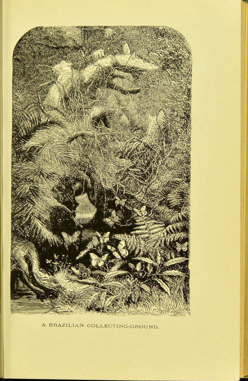 A BRAZILIAN COLLECTING-GROUND.