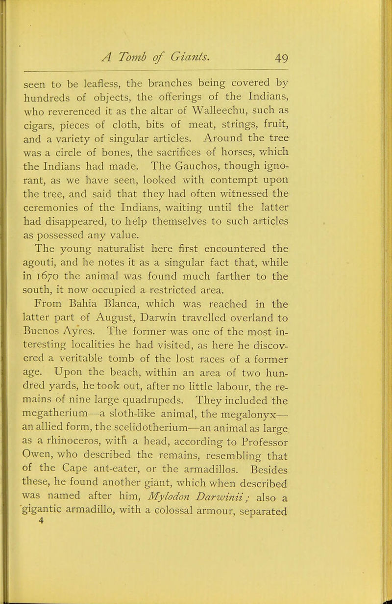 seen to be leafless, the branches being covered by hundreds of objects, the offerings of the Indians, who reverenced it as the altar of Walleechu, such as cigars, pieces of cloth, bits of meat, strings, fruit, and a variety of singular articles. Around the tree was a circle of bones, the sacrifices of horses, which the Indians had made. The Gauchos, though igno- rant, as we have seen, looked with contempt upon the tree, and said that they had often witnessed the ceremonies of the Indians, waiting until the latter had disappeared, to help themselves to such articles as possessed any value. The young naturalist here first encountered the agouti, and he notes it as a singular fact that, while in 1670 the animal was found much farther to the south, it now occupied a restricted area. From Bahia Blanca, which was reached in the latter part of August, Darwin travelled overland to Buenos Ayres. The former was one of the most in- teresting localities he had visited, as here he discov- ered a veritable tomb of the lost races of a former age. Upon the beach, within an area of two hun- dred yards, he took out, after no little labour, the re- mains of nine large quadrupeds. They included the megatherium—a sloth-like animal, the megalonyx— an allied form, the scelidotherium—an animal as large, as a rhinoceros, with a head, according to Professor Owen, who described the remains, resembling that of the Cape ant-eater, or the armadillos. Besides these, he found another giant, which when described was named after him, Mylodon Darwinii; also a ■gigantic armadillo, with a colossal armour, separated 4